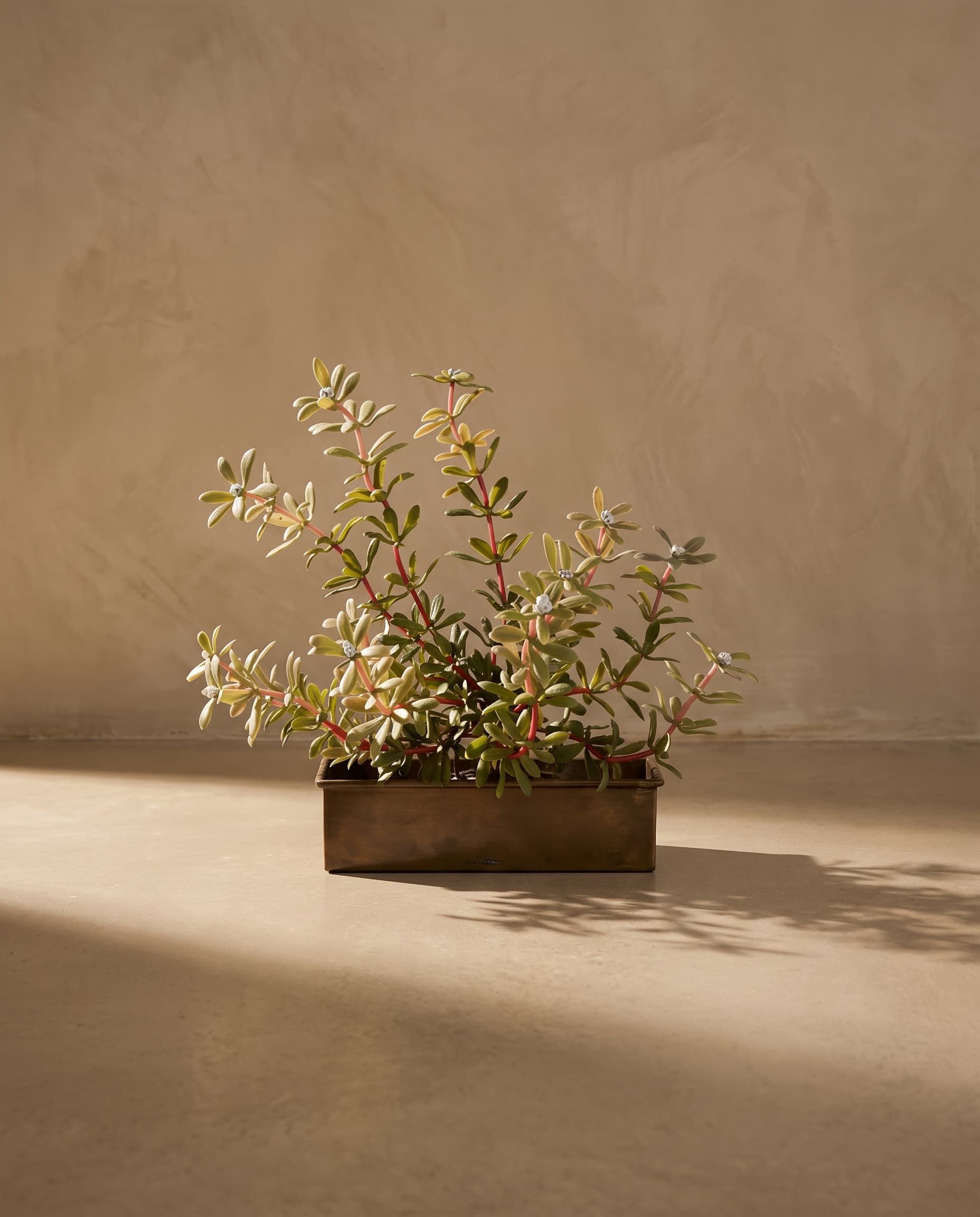 The Portulaca oleracea type 1