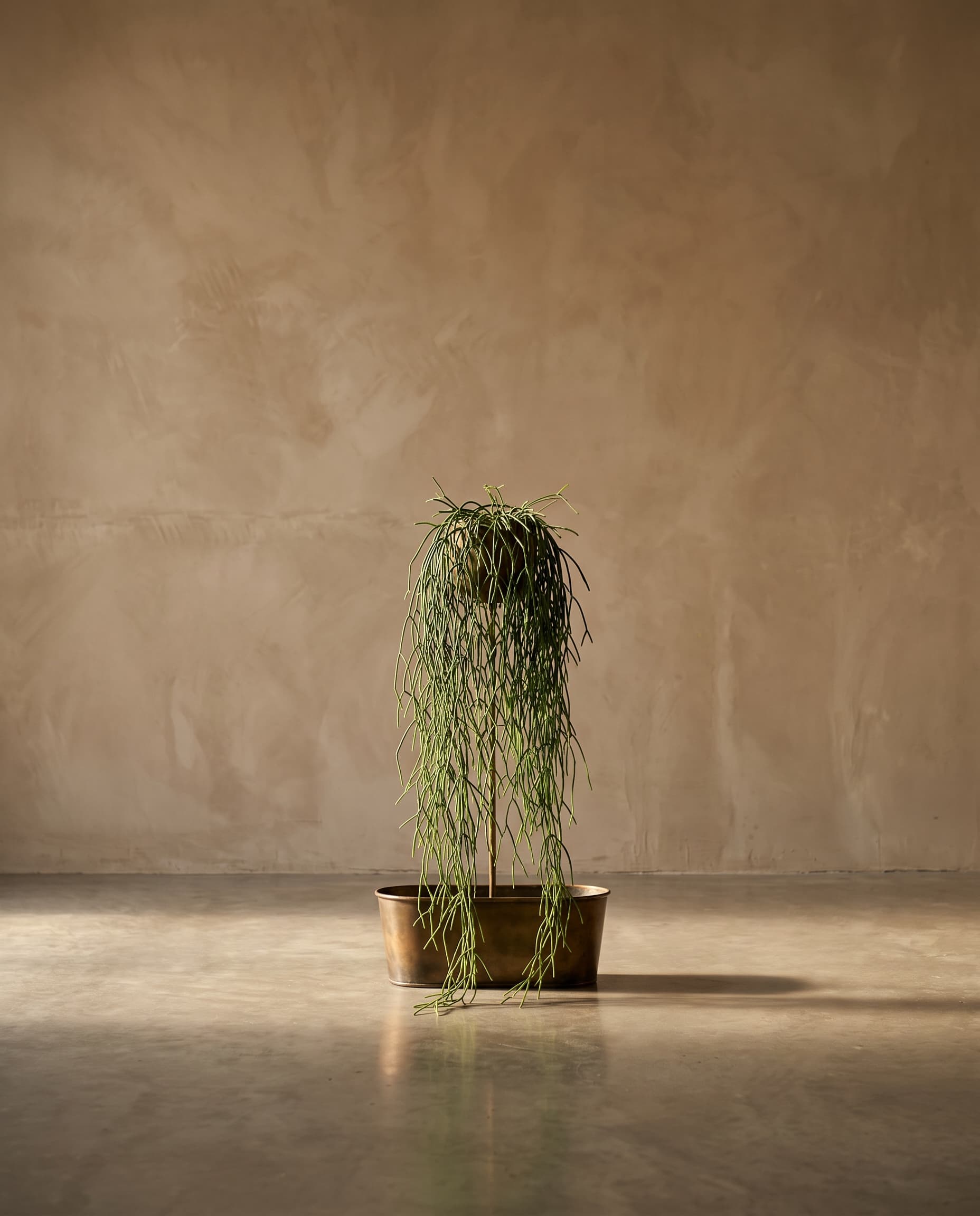 The Rhipsalis (Mistletoe cactus) · 1.2m