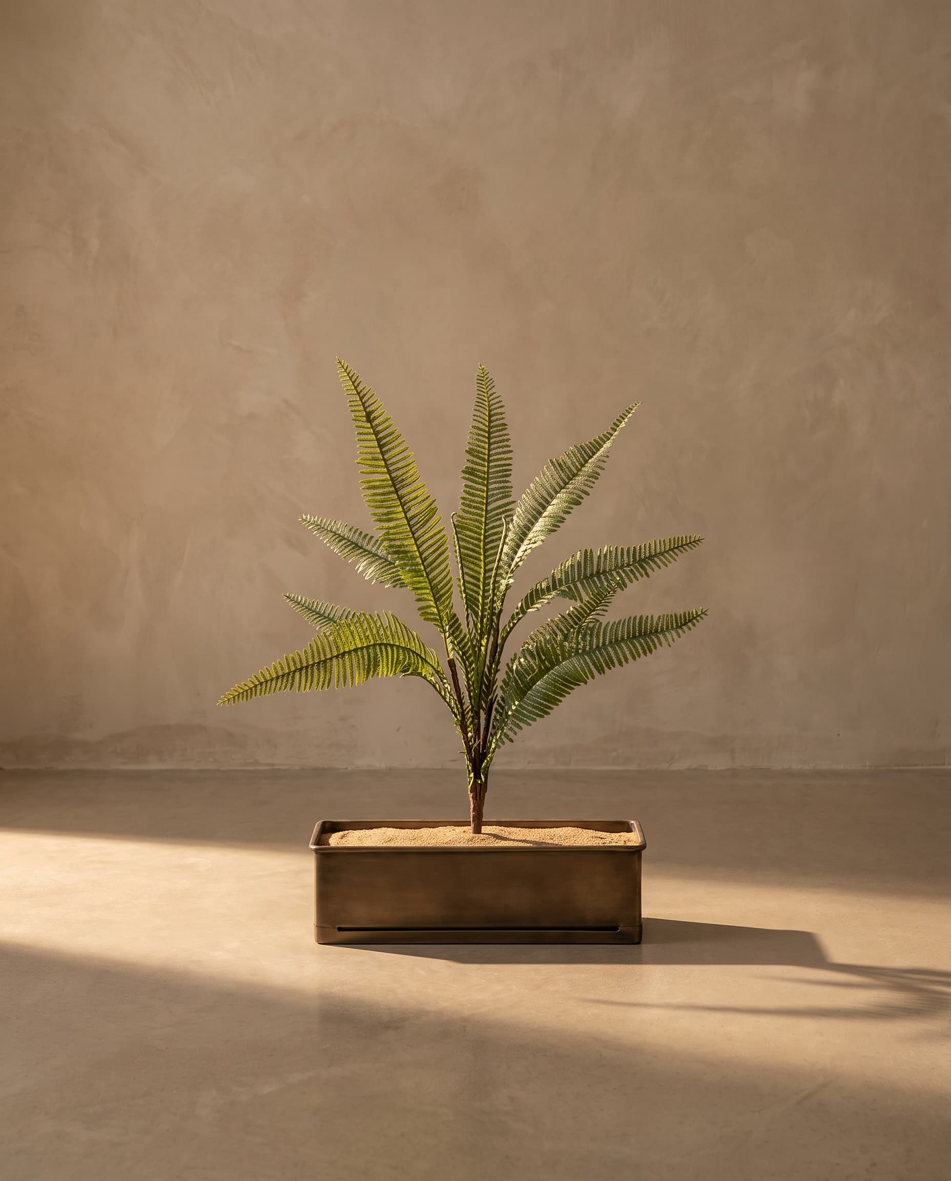 The Woodsia