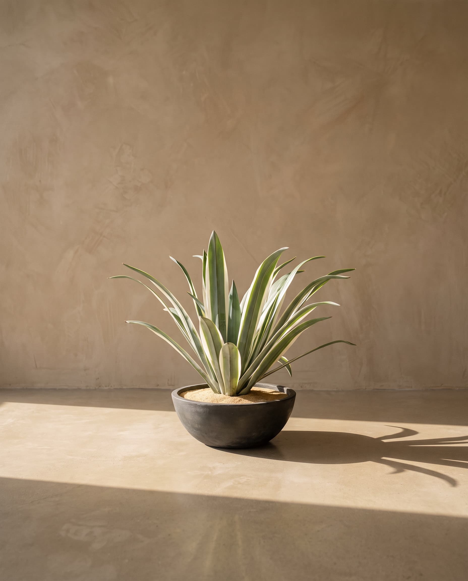 The Yucca · 48cm