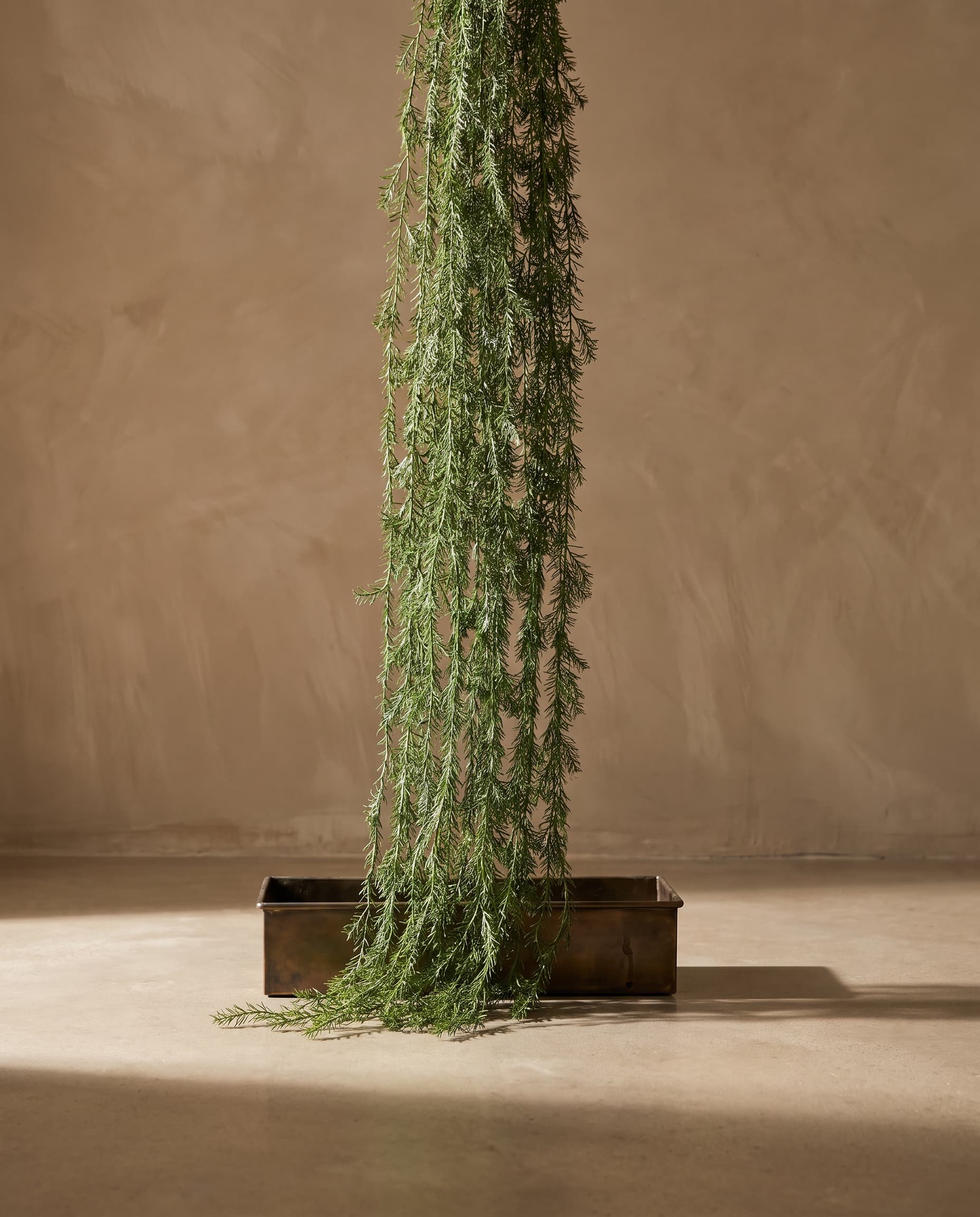 The Asparagus hanging plant 68.8 inches