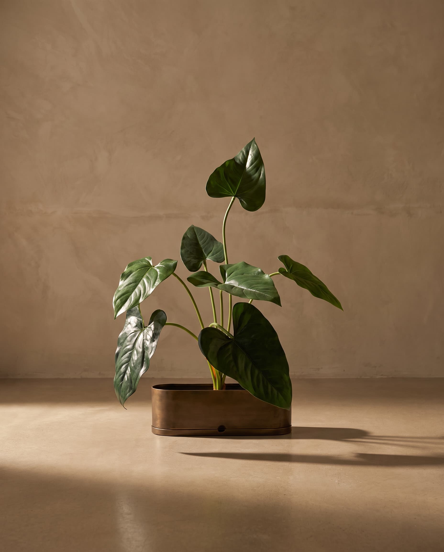 The Anthurium bush of 7 leaves