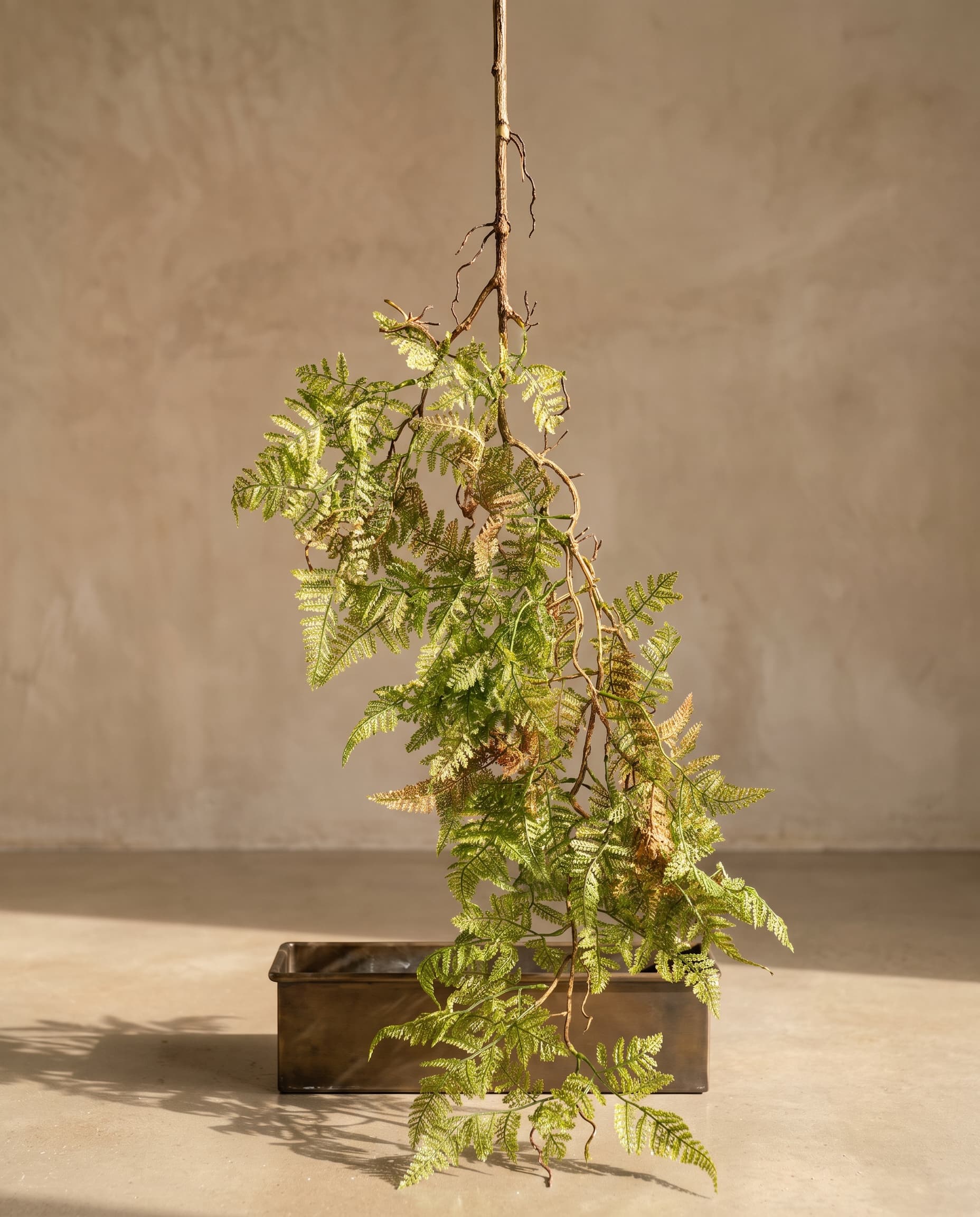 The Alpine bulblet fern on a lignified stem