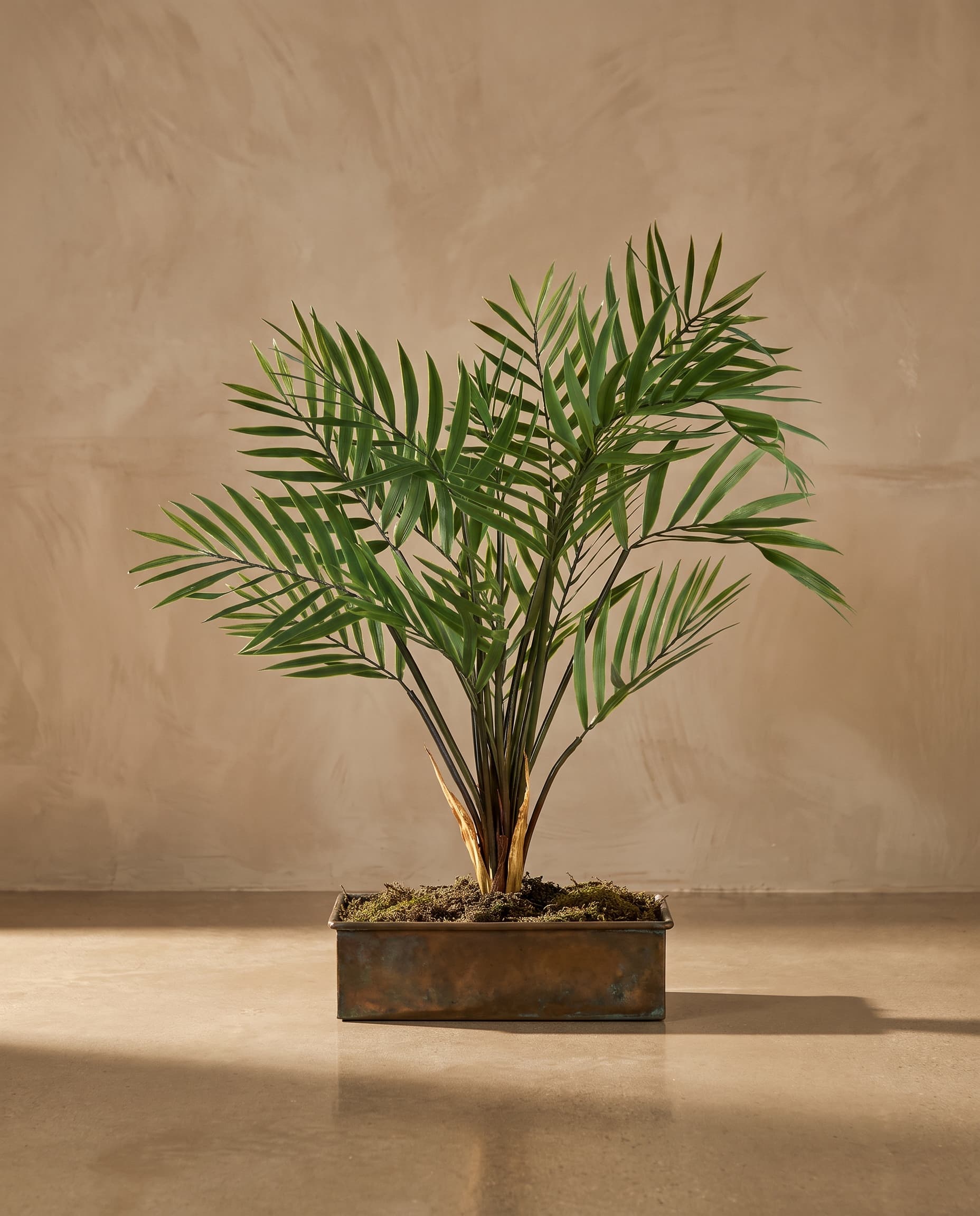 The Medium bamboo palm Bush