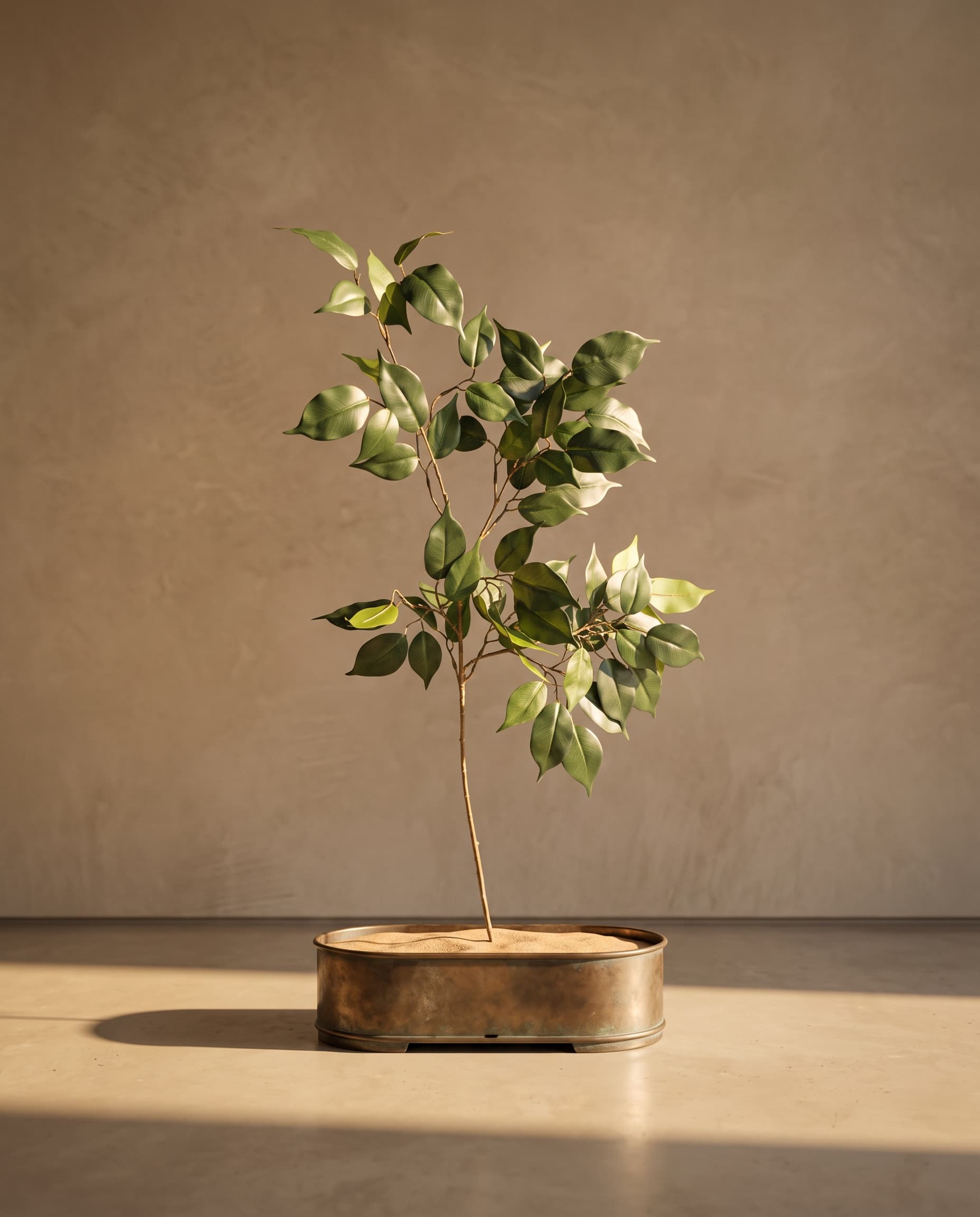 The Ficus benjamina branch