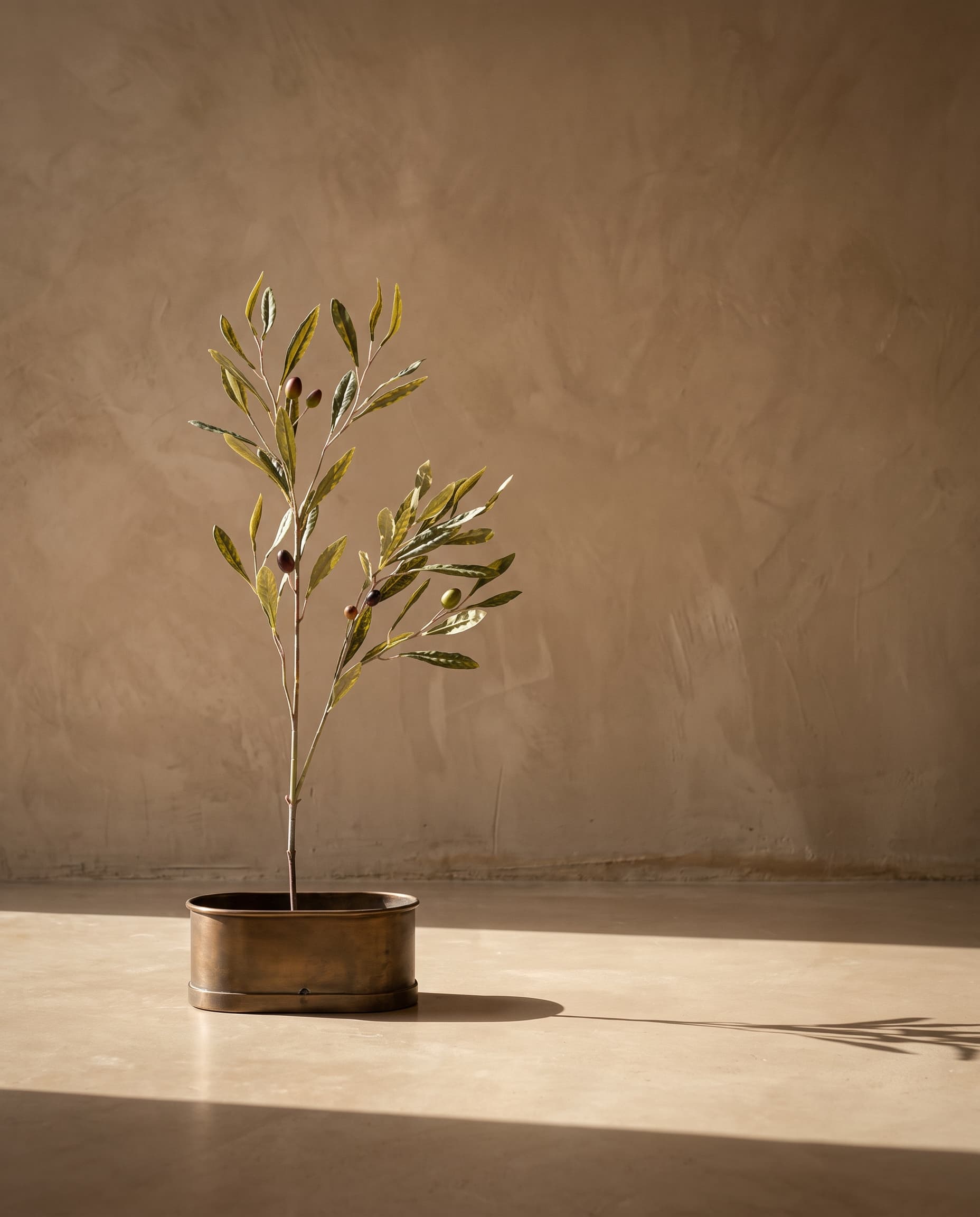 The Olive branch with fruits · 1.05m