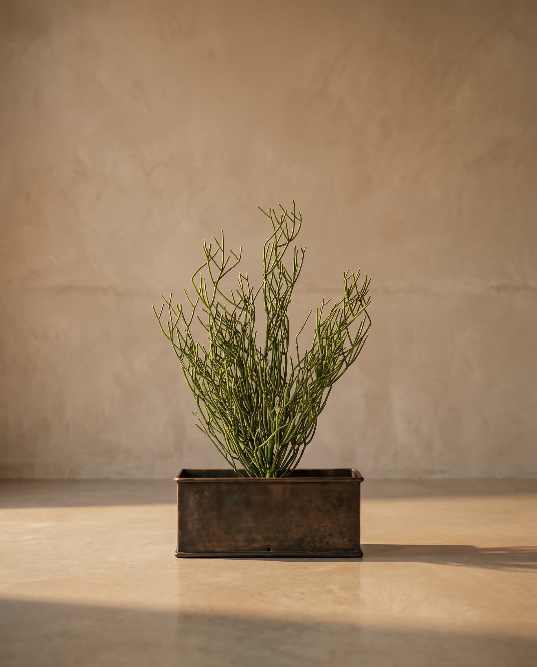 The Rhipsalis bush medium