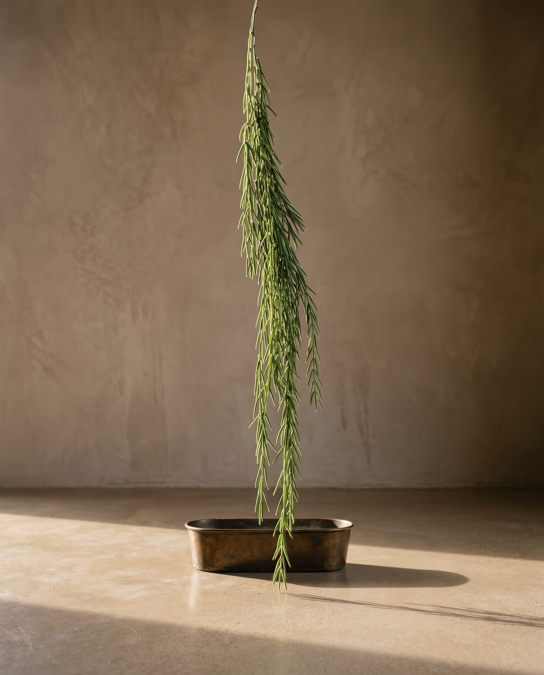 The Hoya Linearis
