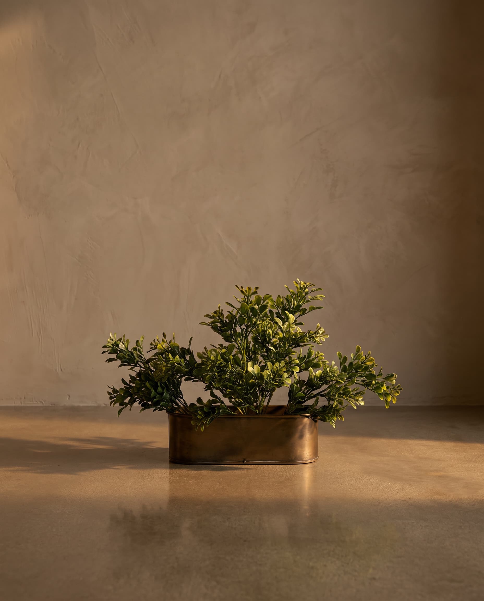 The Bunch of boxwood