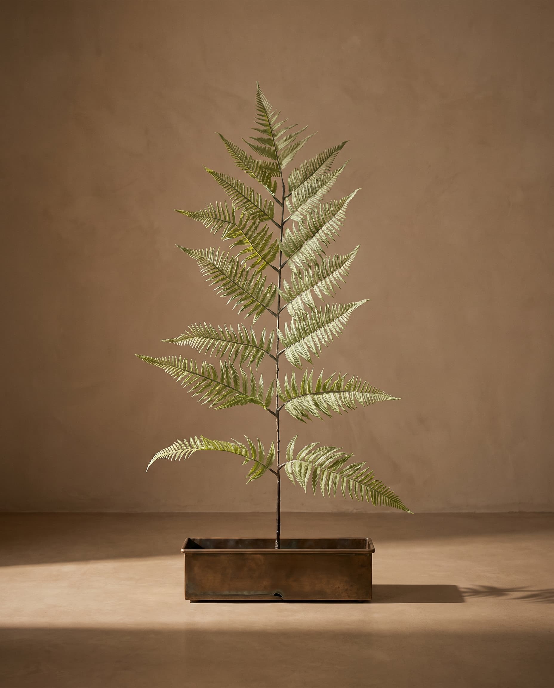 The Tree-like branch of fern · 1.6m