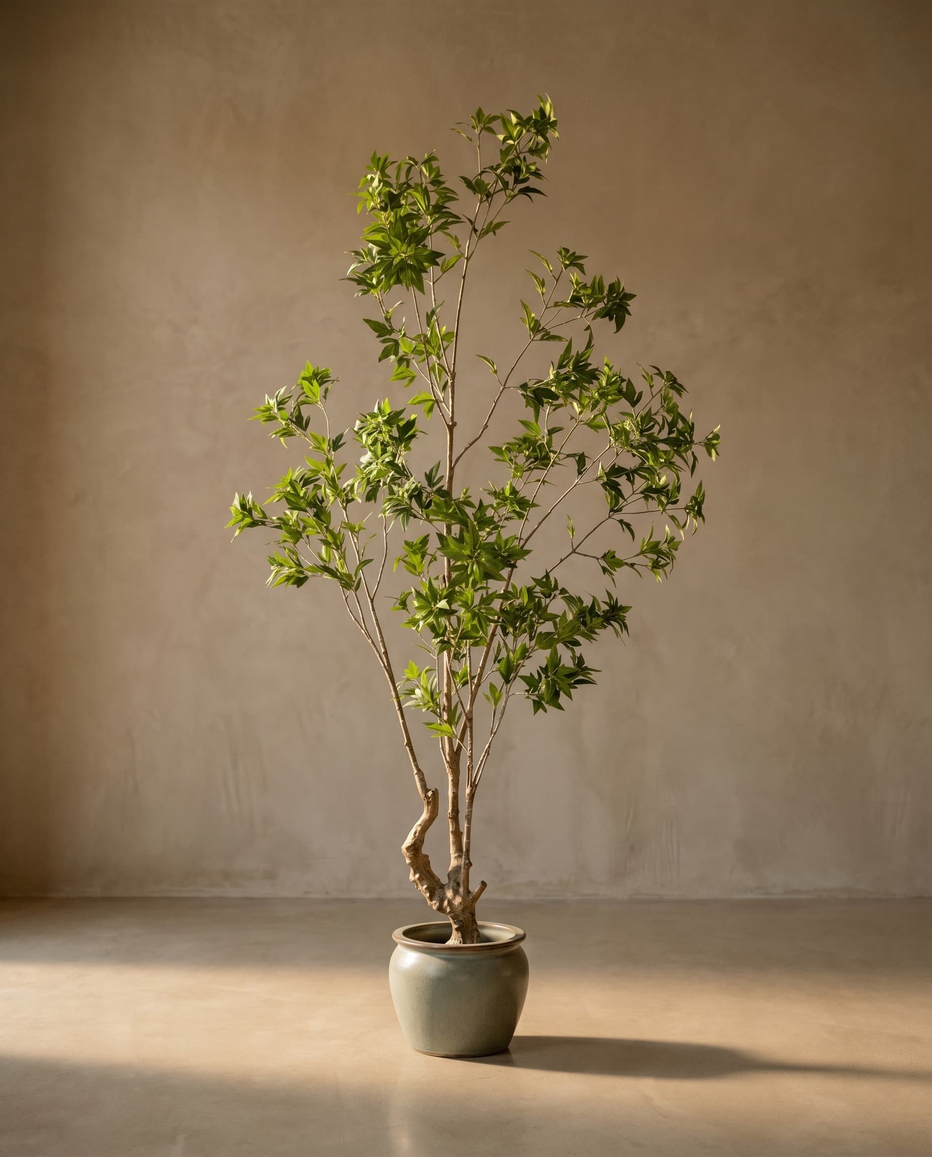 The Maple · 2.1m