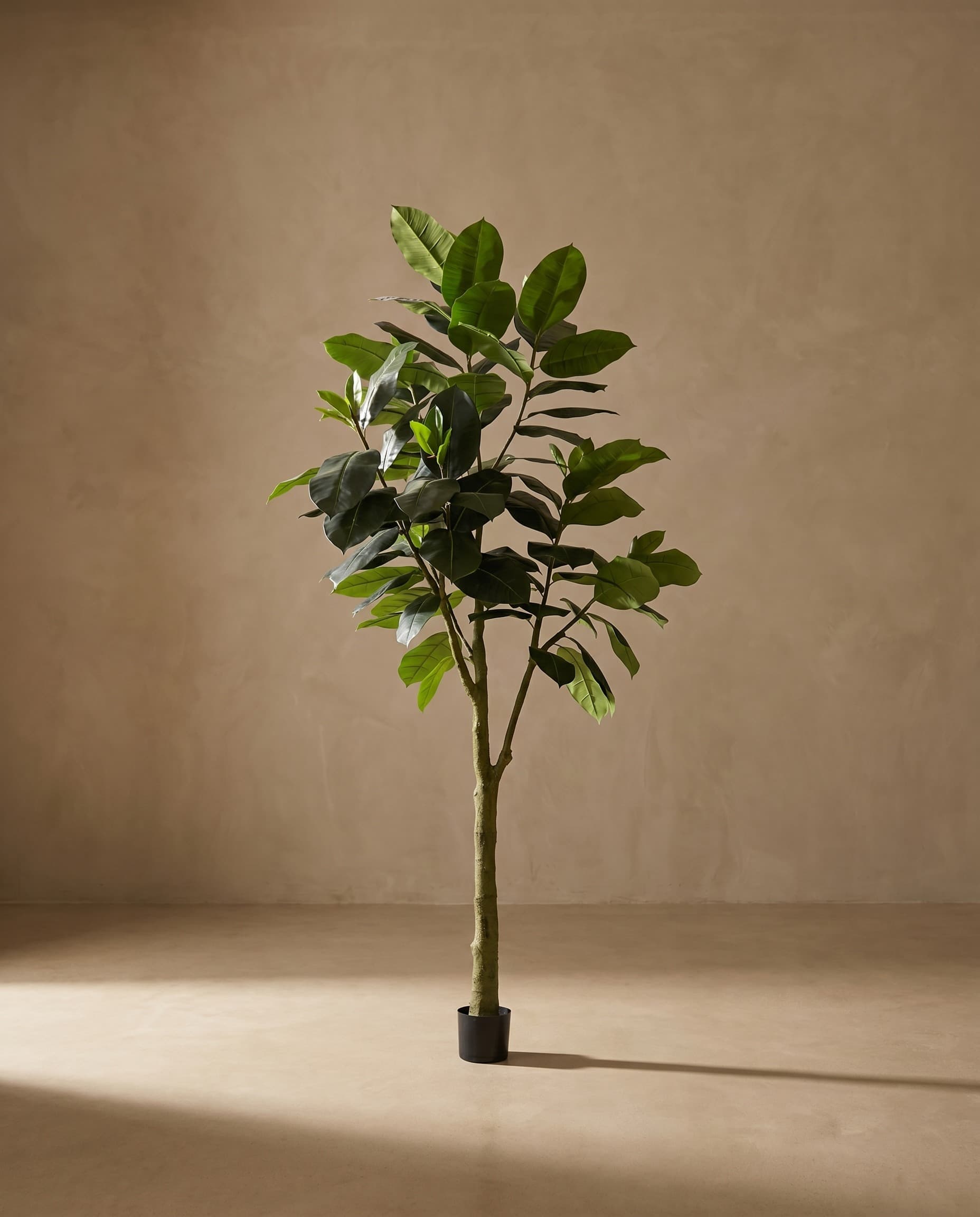 The Rubber Ficus · 3m