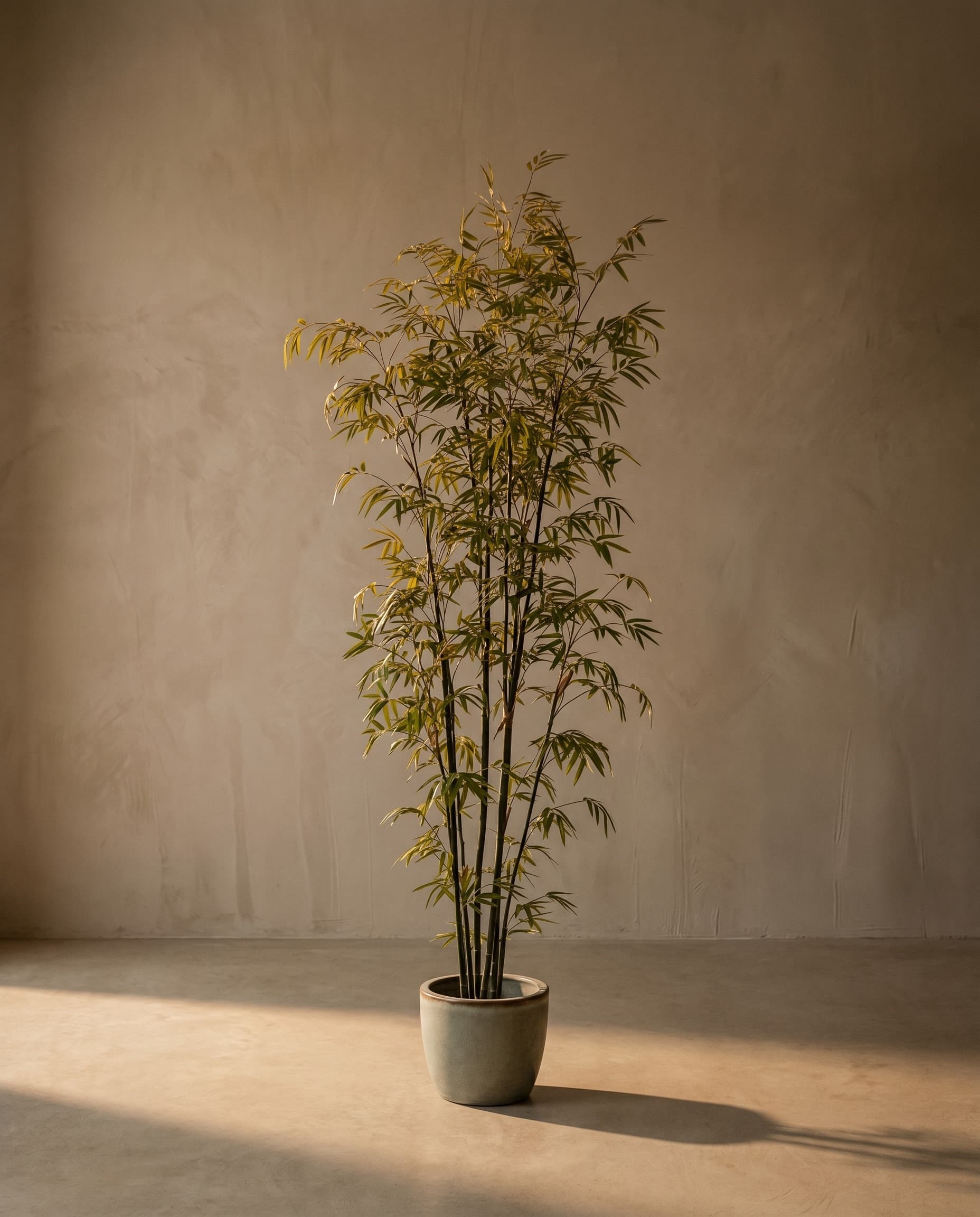 The Bamboo · 2.4m