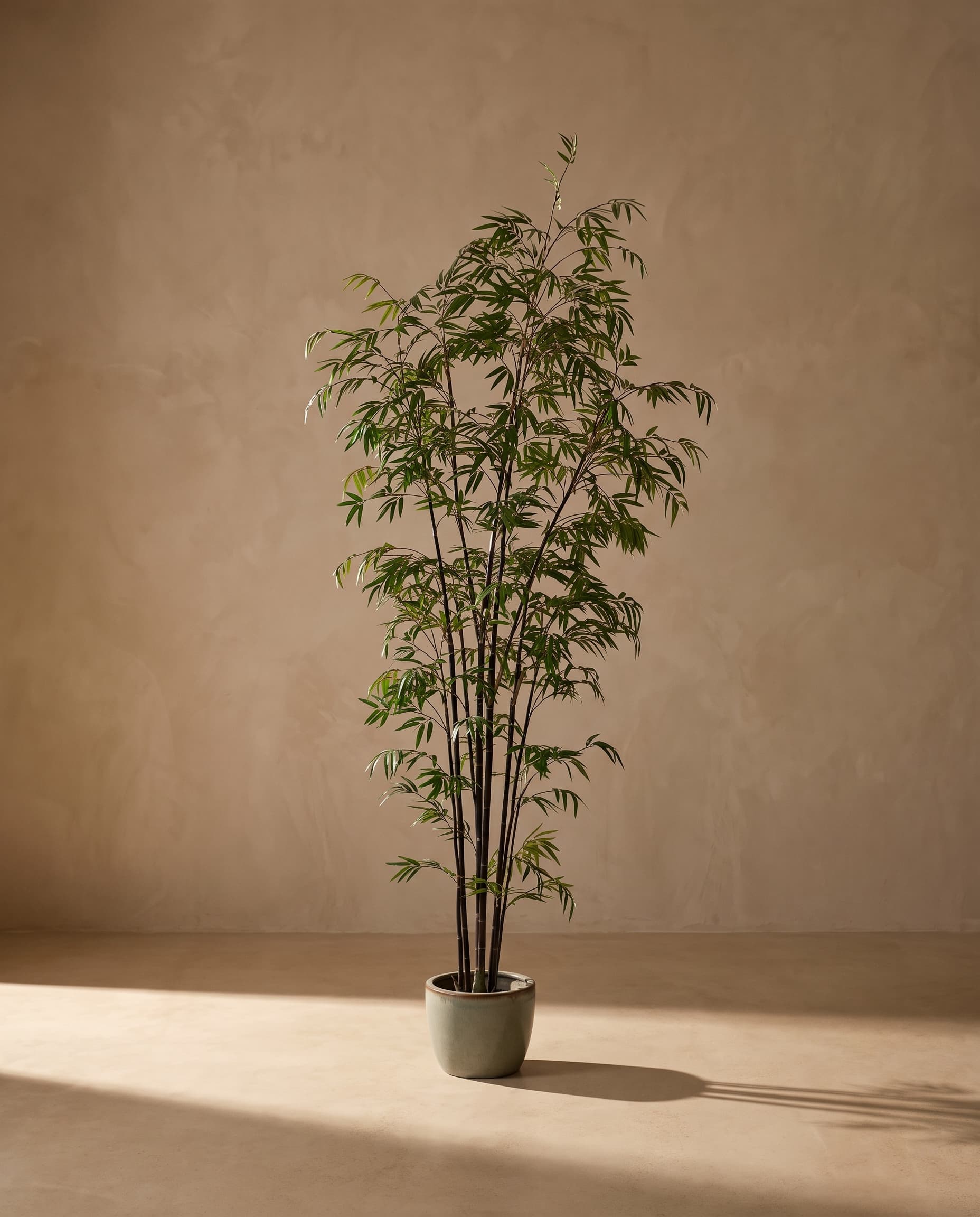 The Bamboo · 2.4m