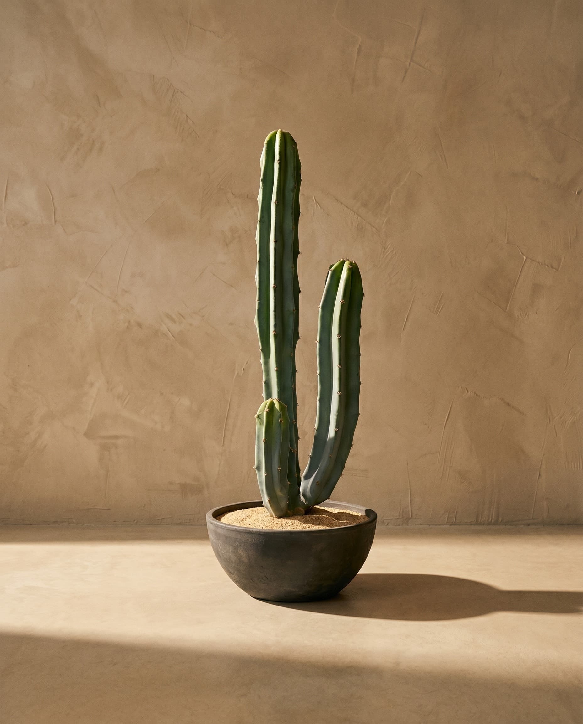 The Cereus Column · 64cm