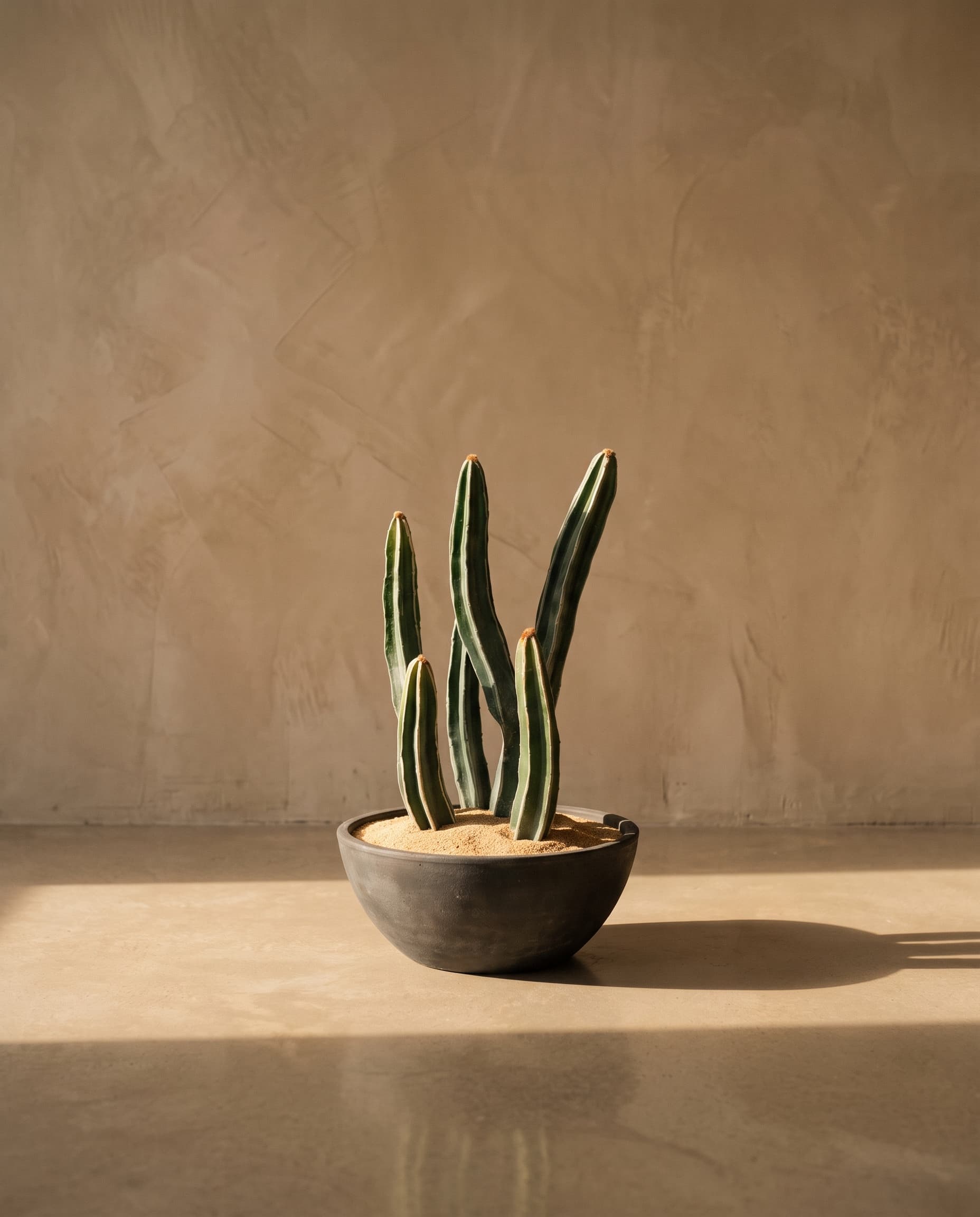 The Cactus · 36cm