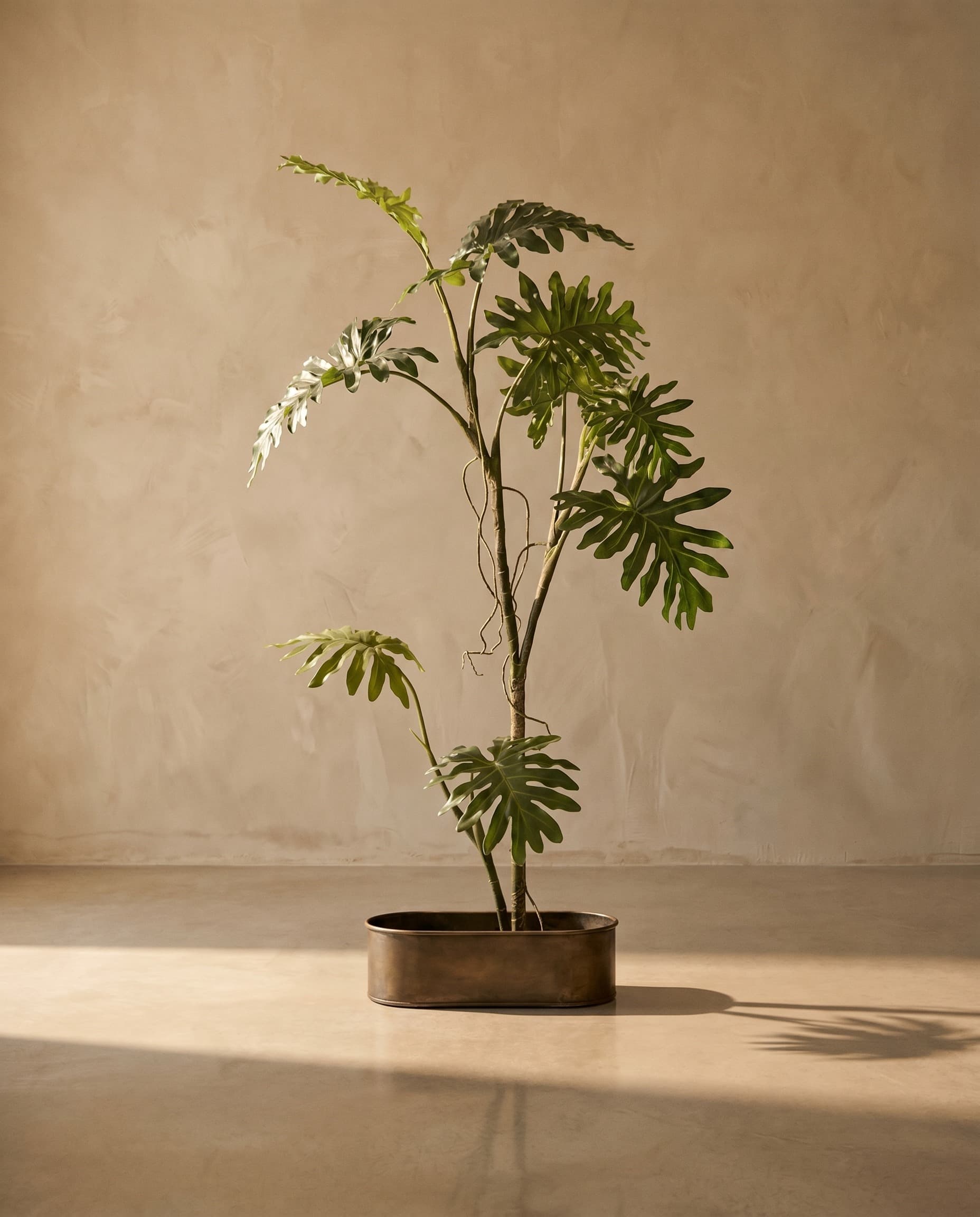 The Philodendron Liana · 1.68m