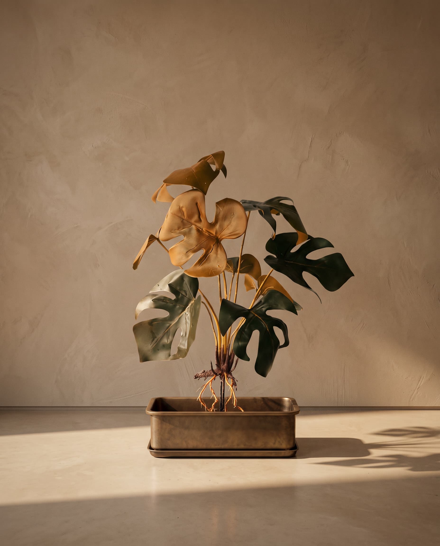 The Monstera bush with roots type 2