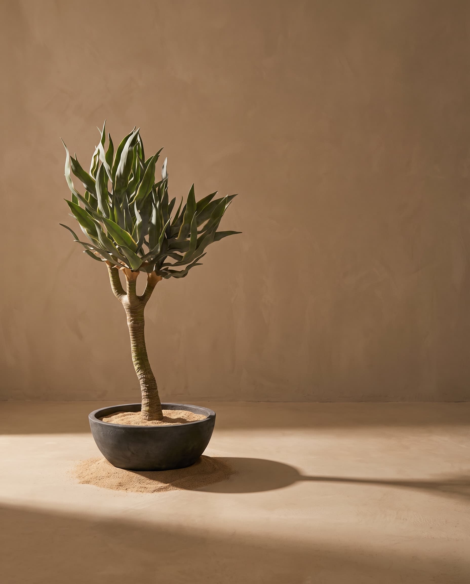 The Yucca · 72cm