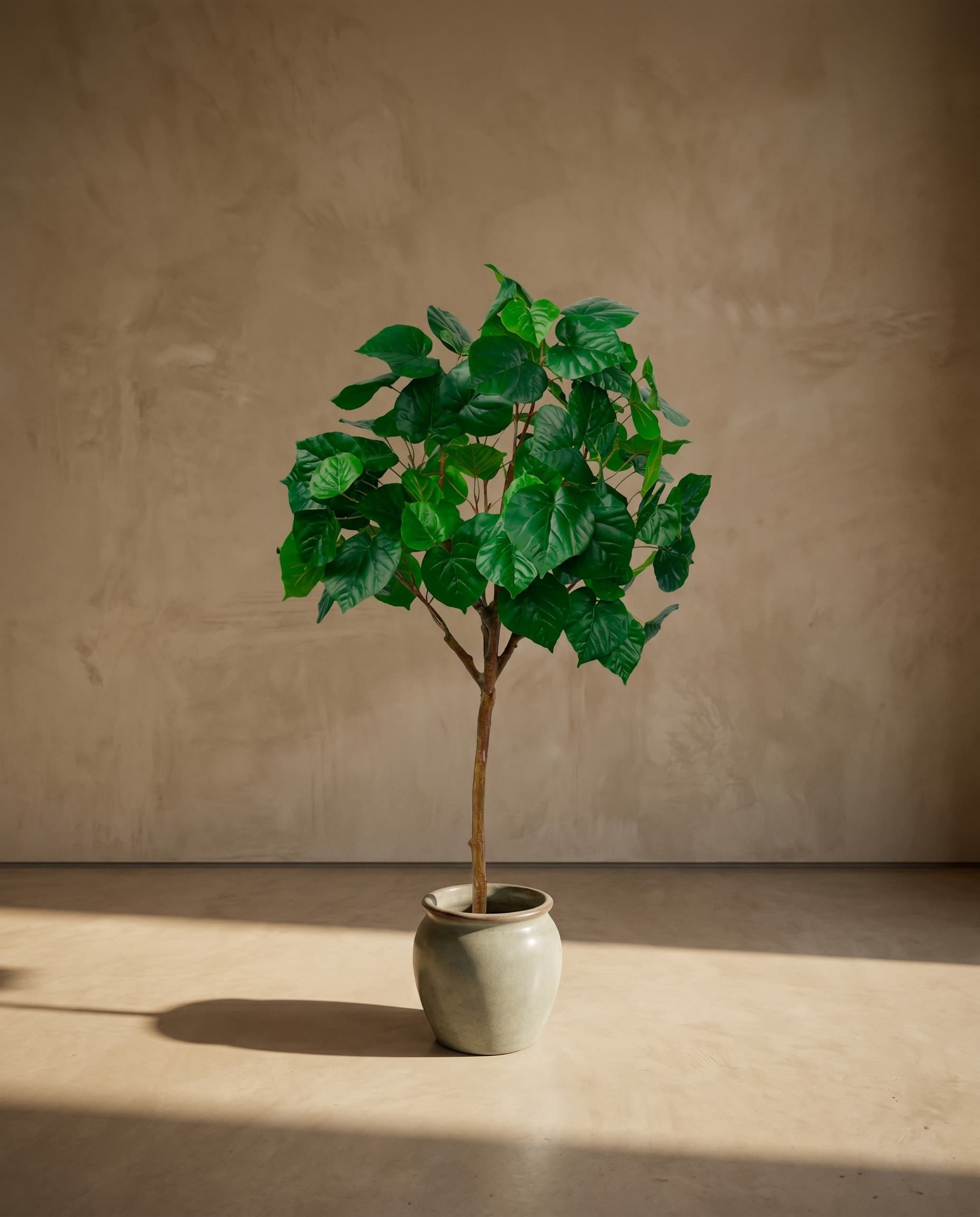 The Ficus · 1.25m