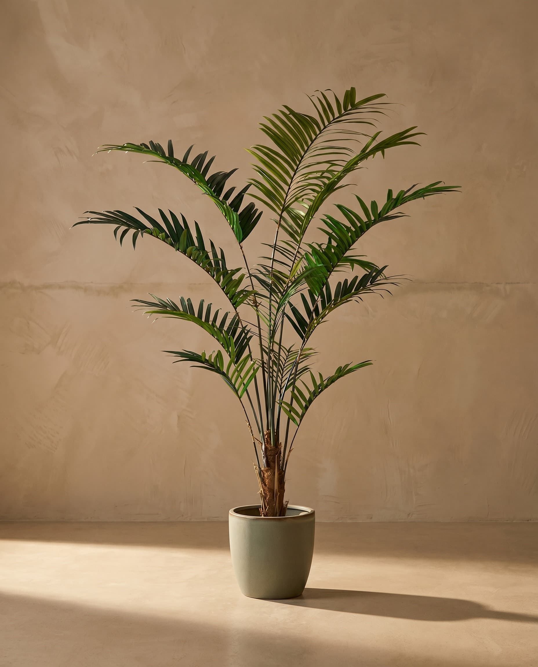 The Kentia Palm · 2.4m