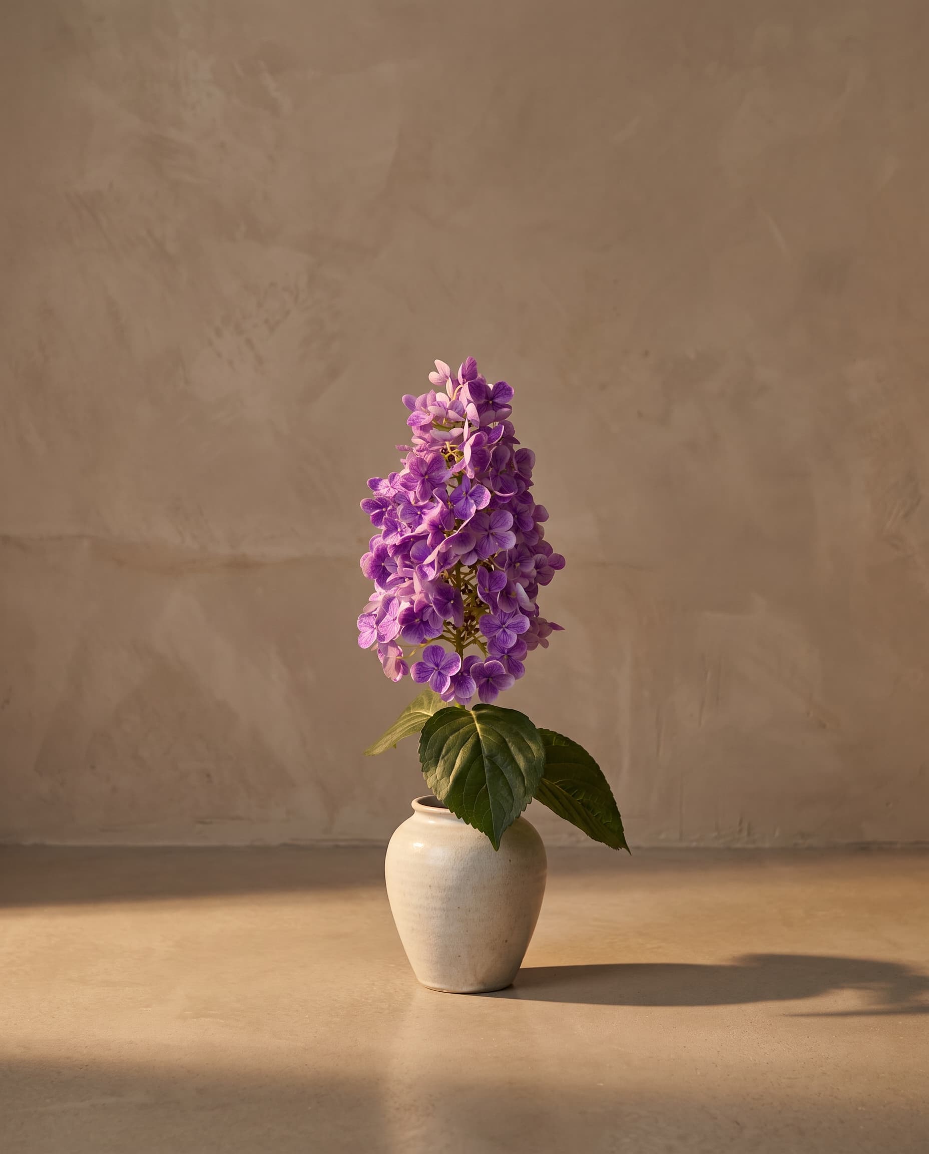 The Hydrangea paniculata on the stem