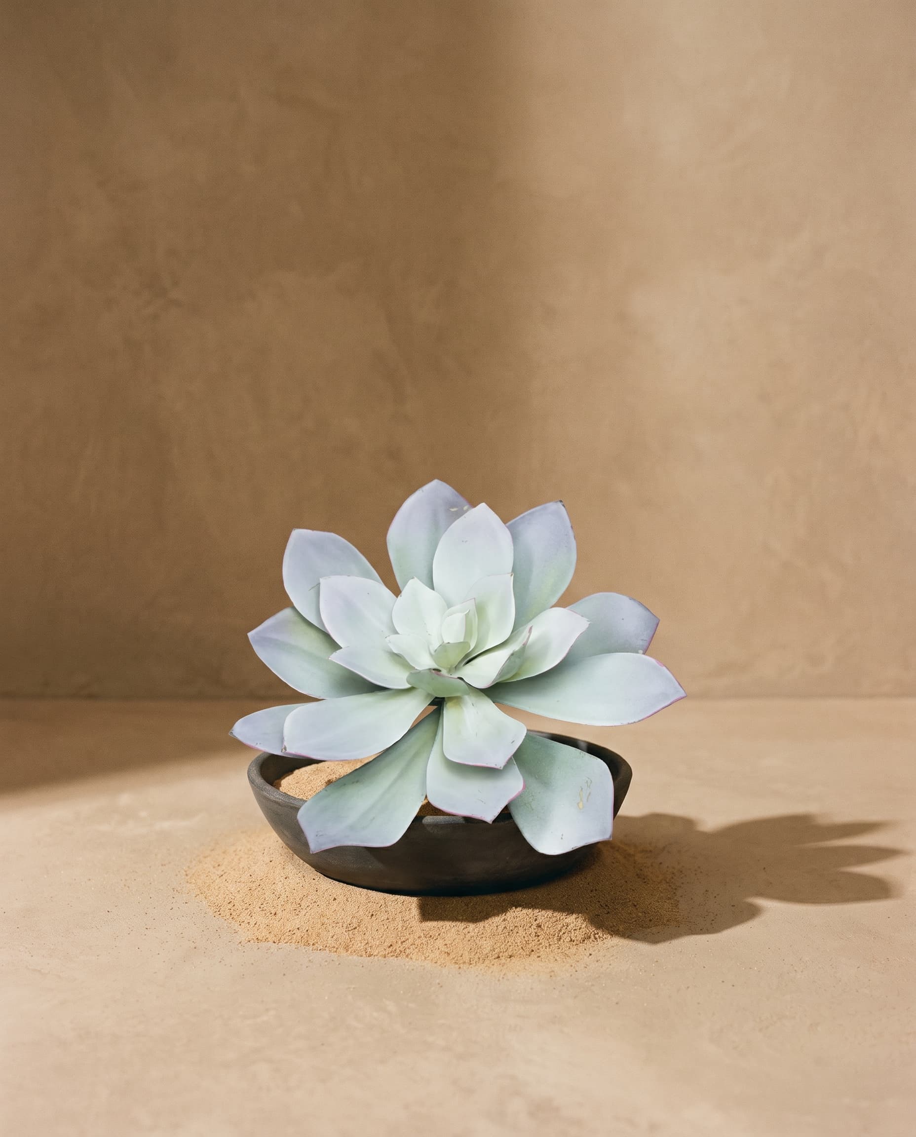 The Eheveria gray