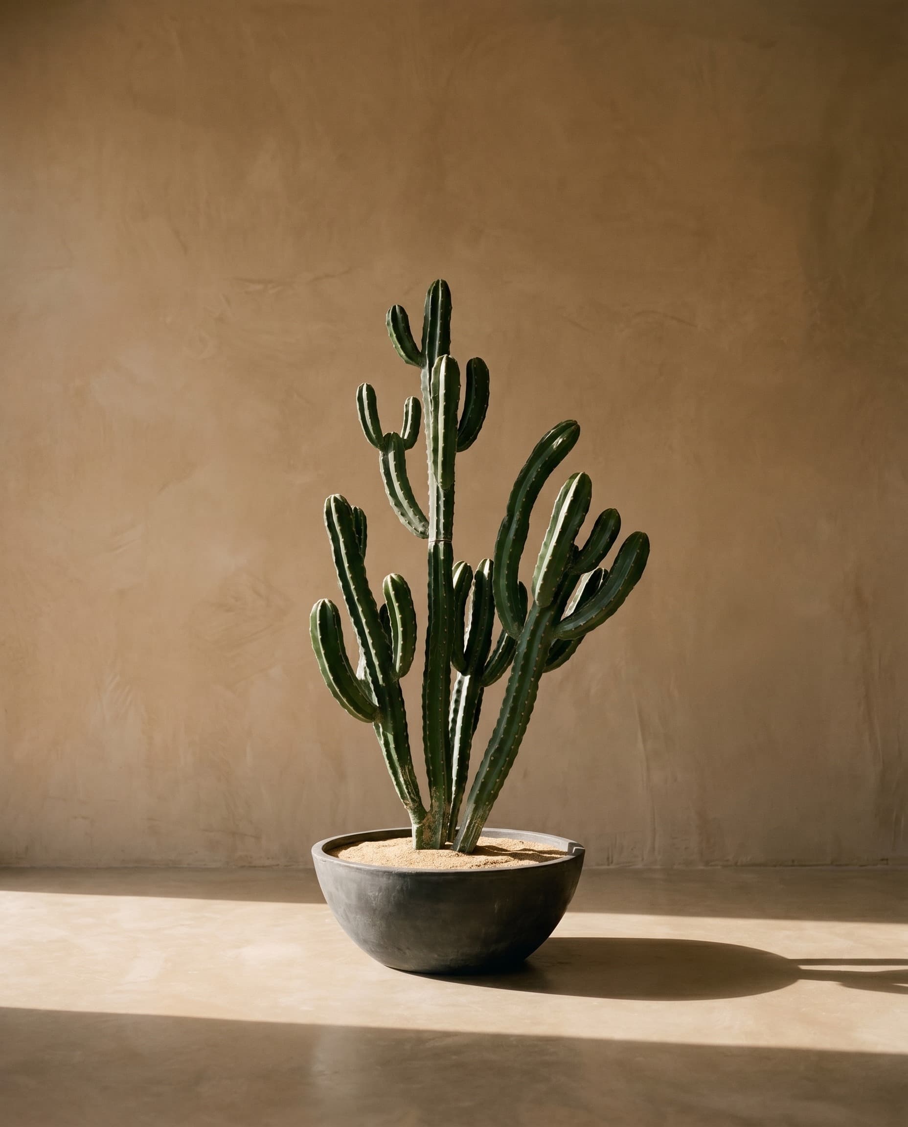 The Cereus Column · 1.68m