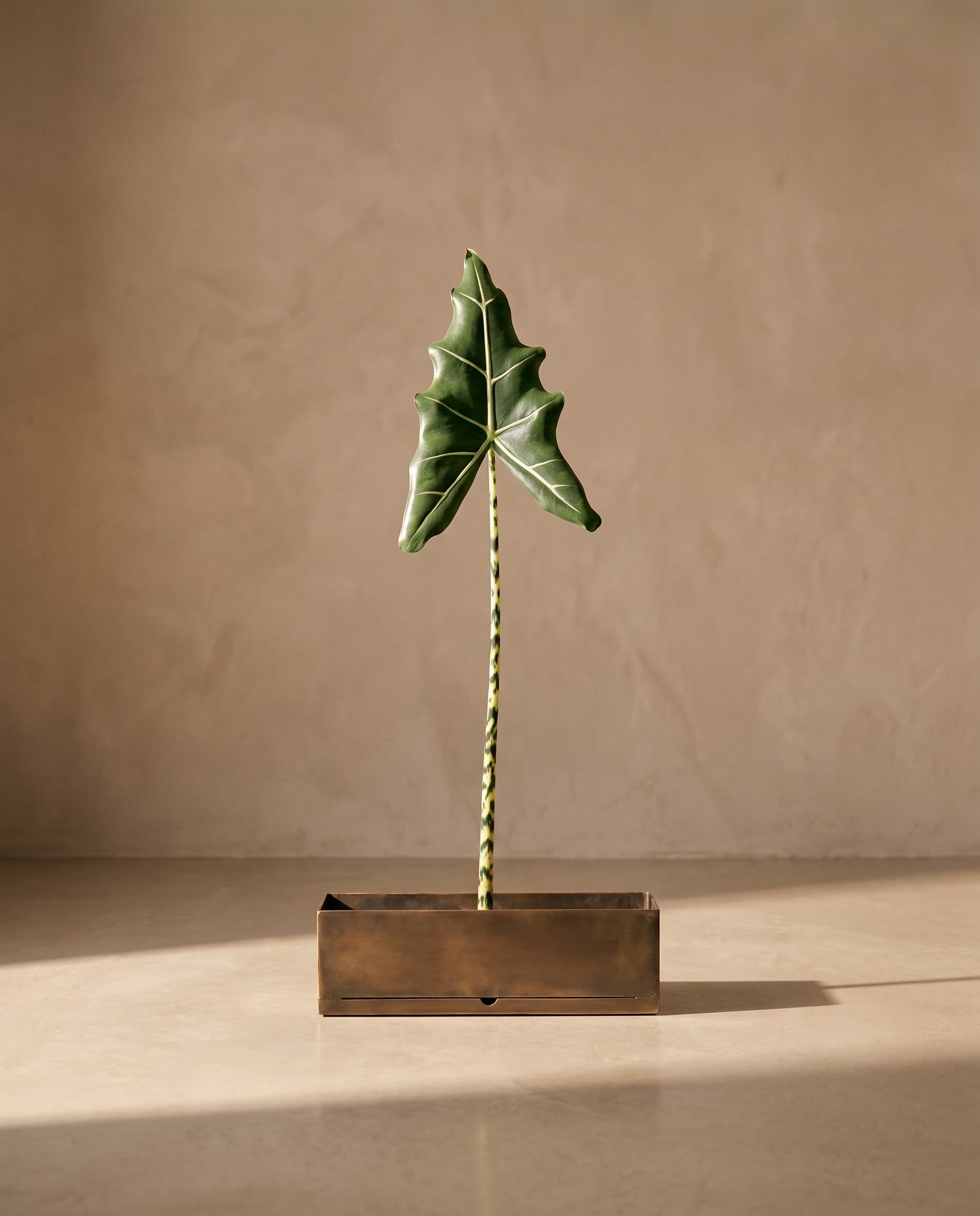 The Alocasia Frydek leaf · 1.08m