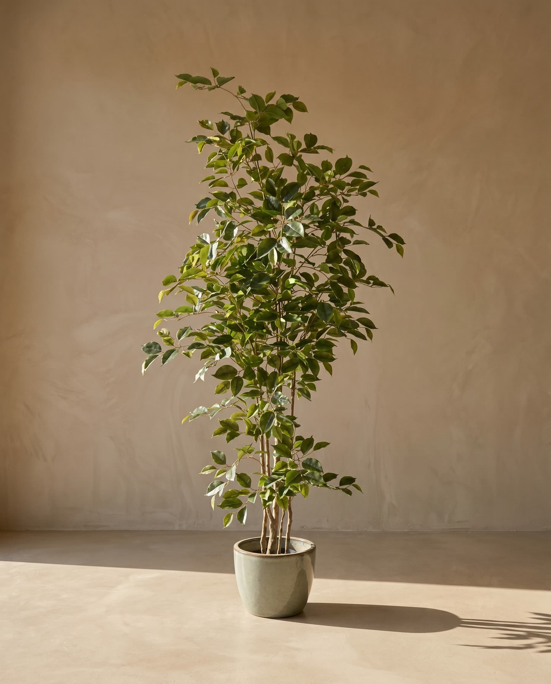 The Ficus · 1.8m