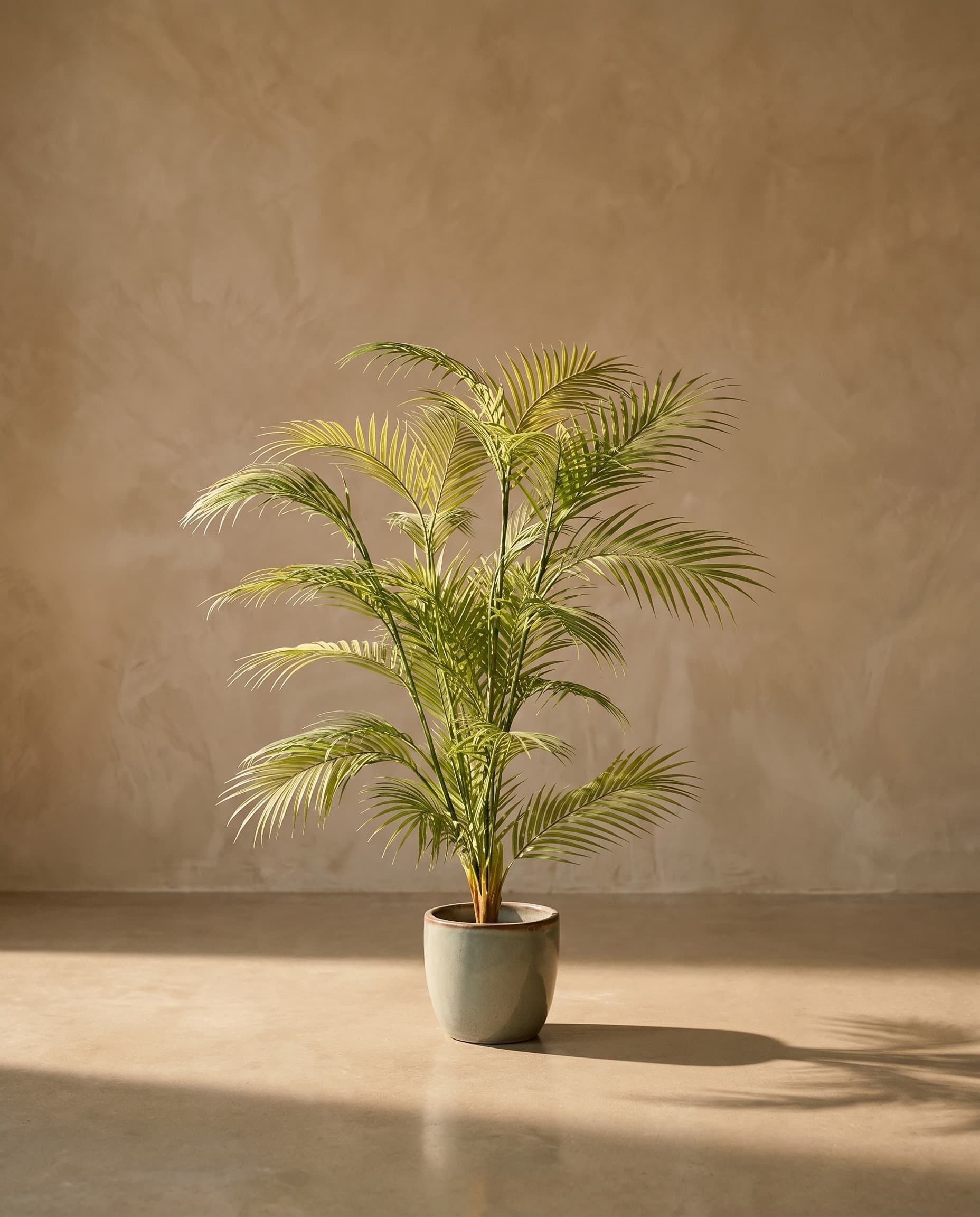 The Areca Palm · 1.25m