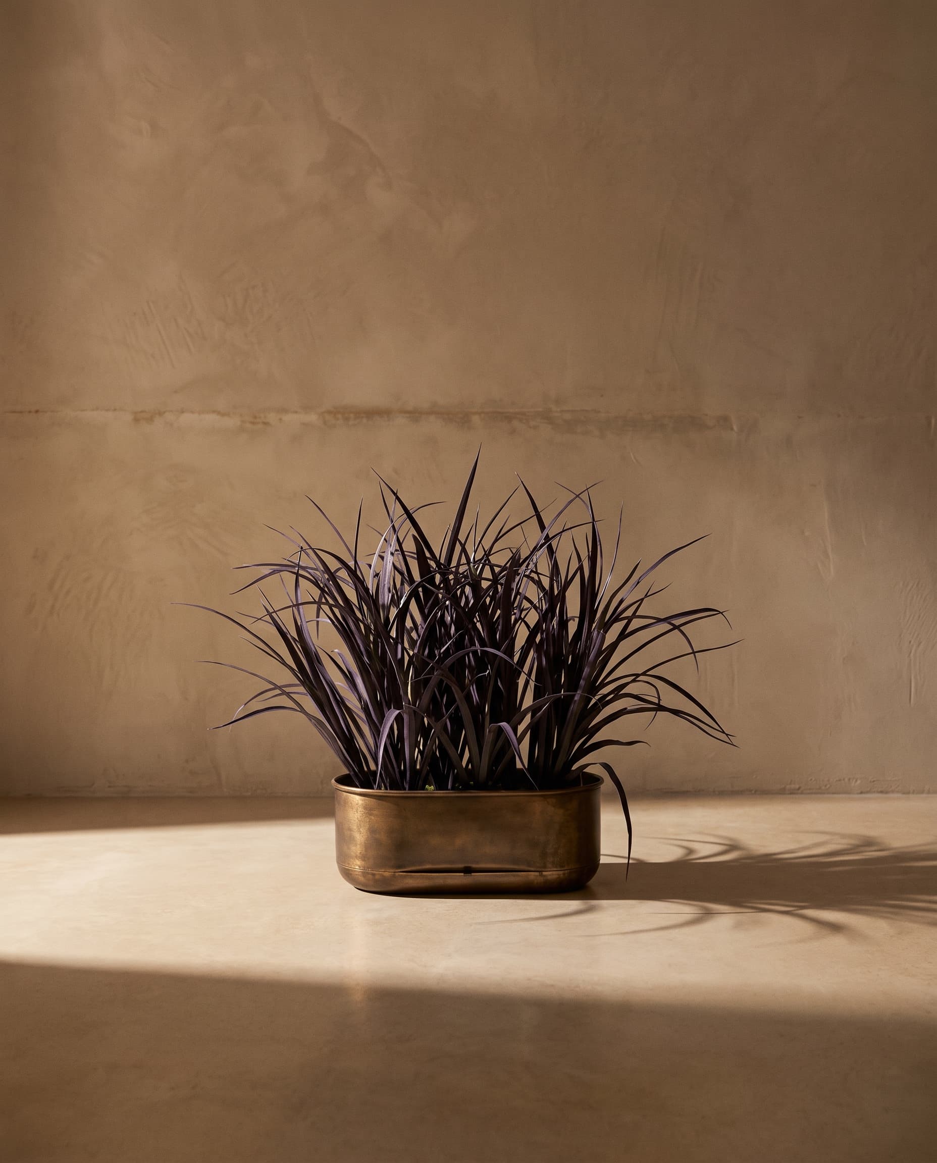 The "Black" grass · 54cm