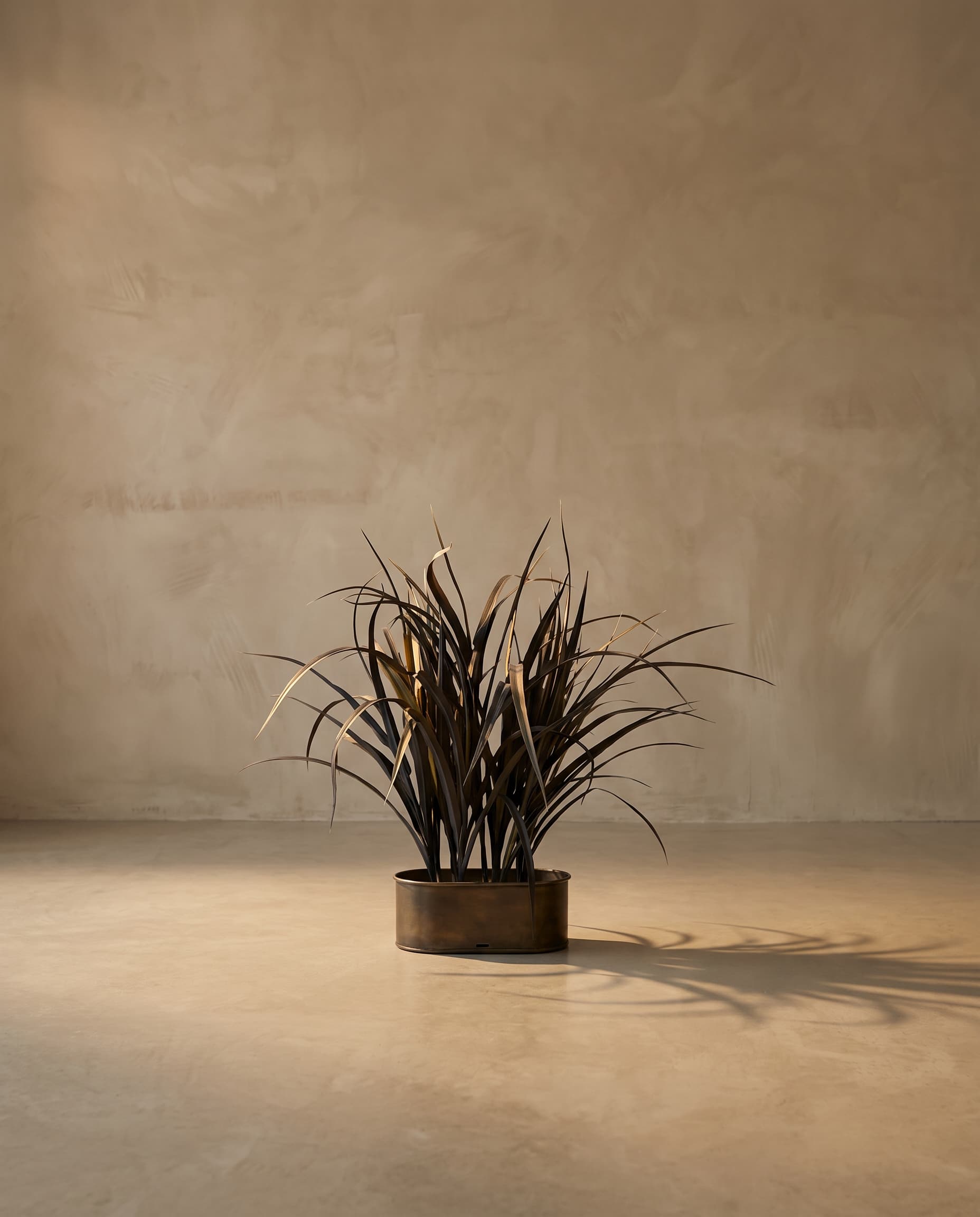 The "Black" grass · 53cm
