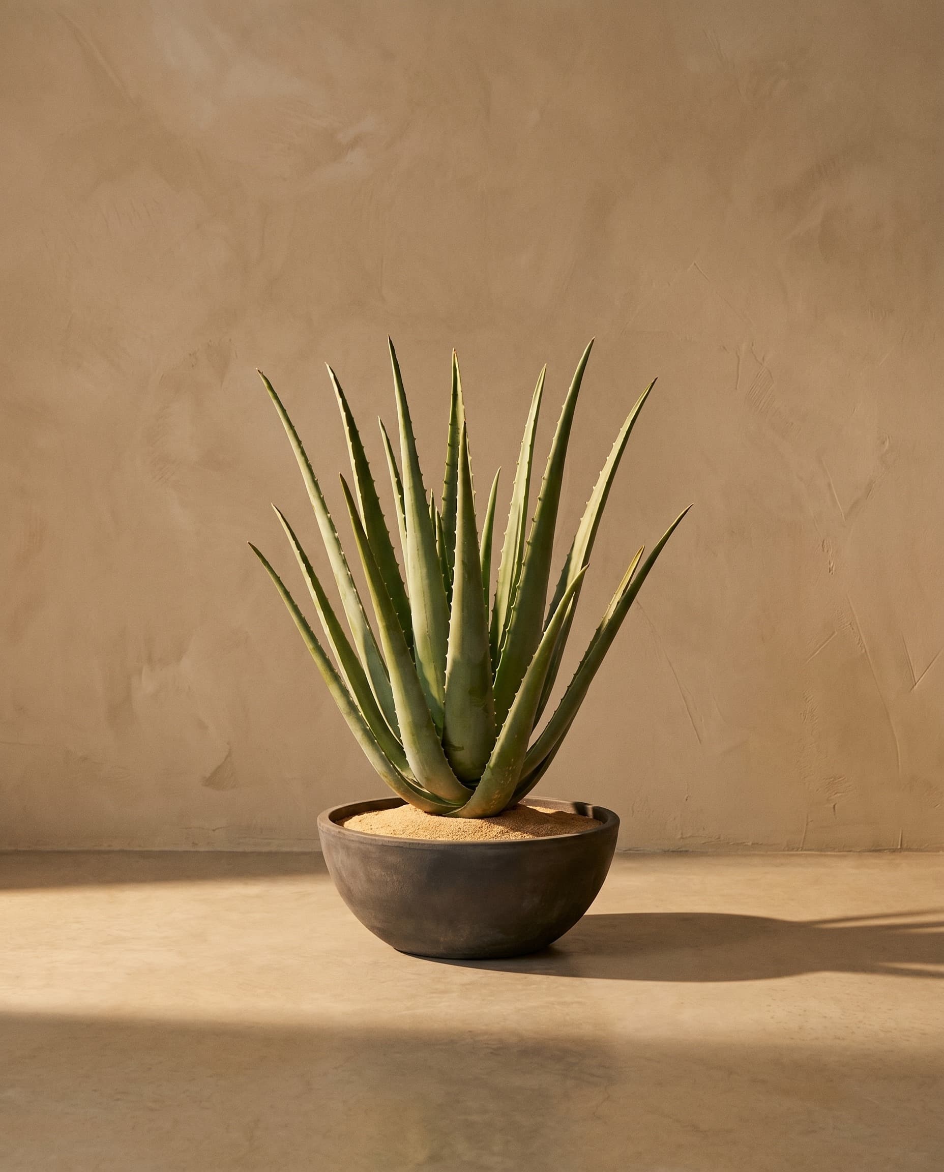 The Cactus