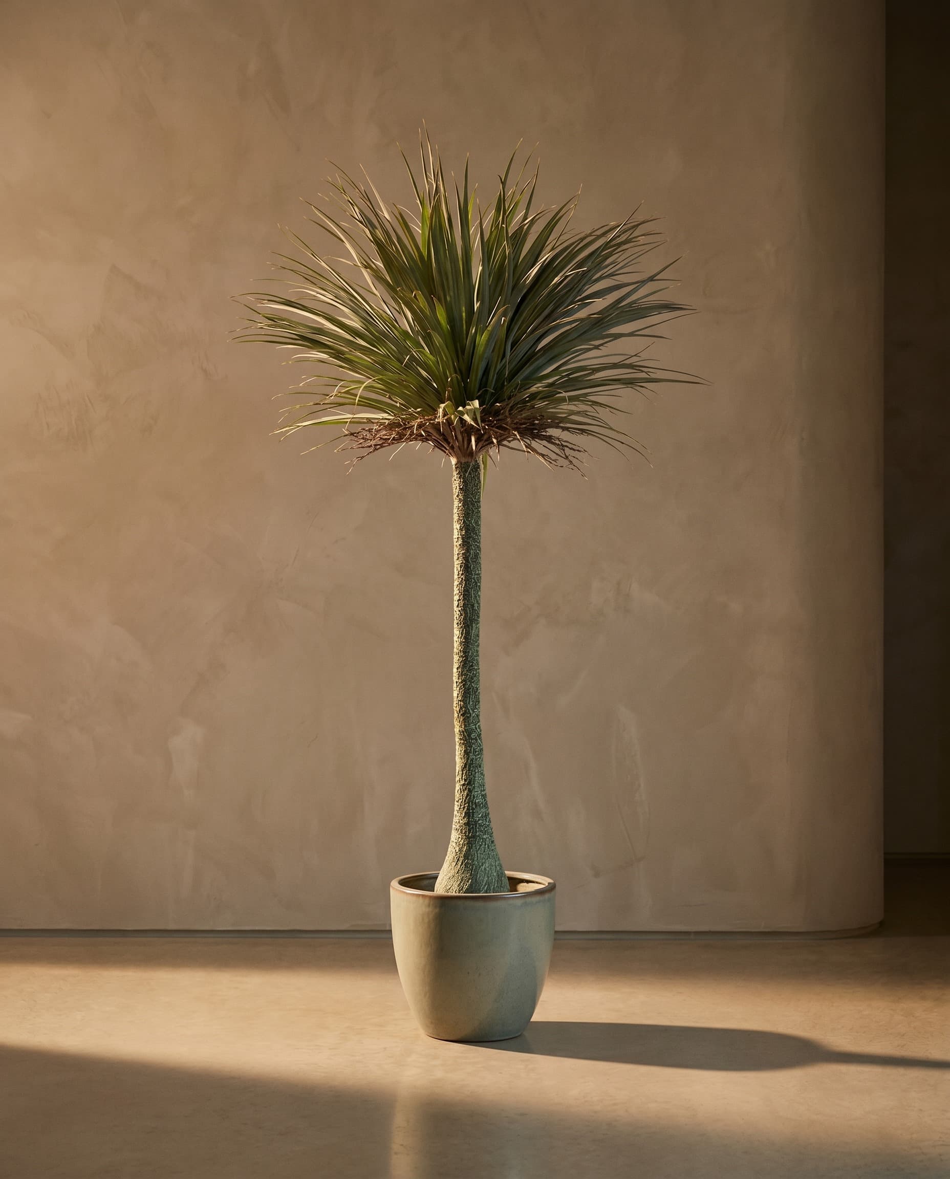 The Palm · 1.95m