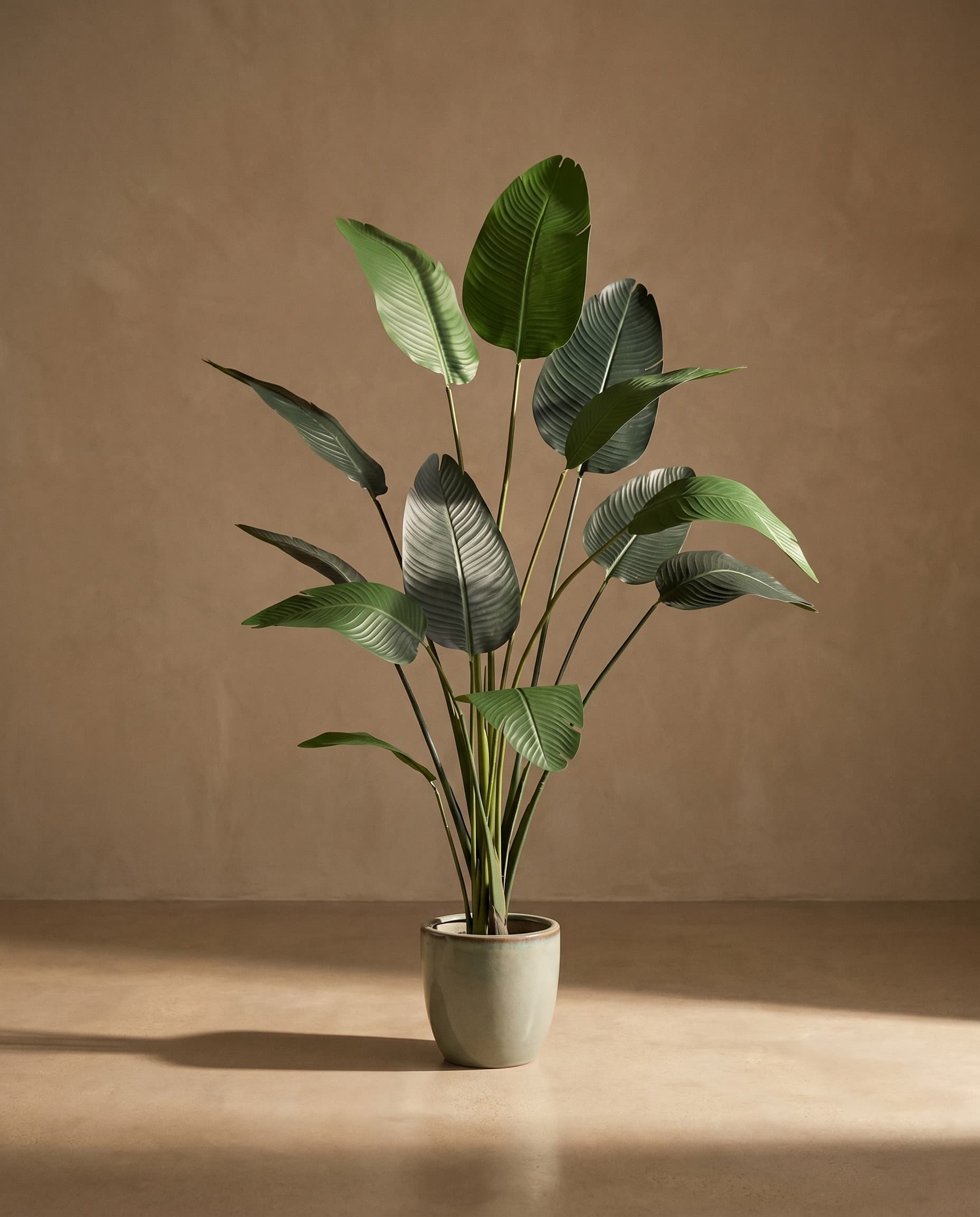 The Strelitzia · 1.8m