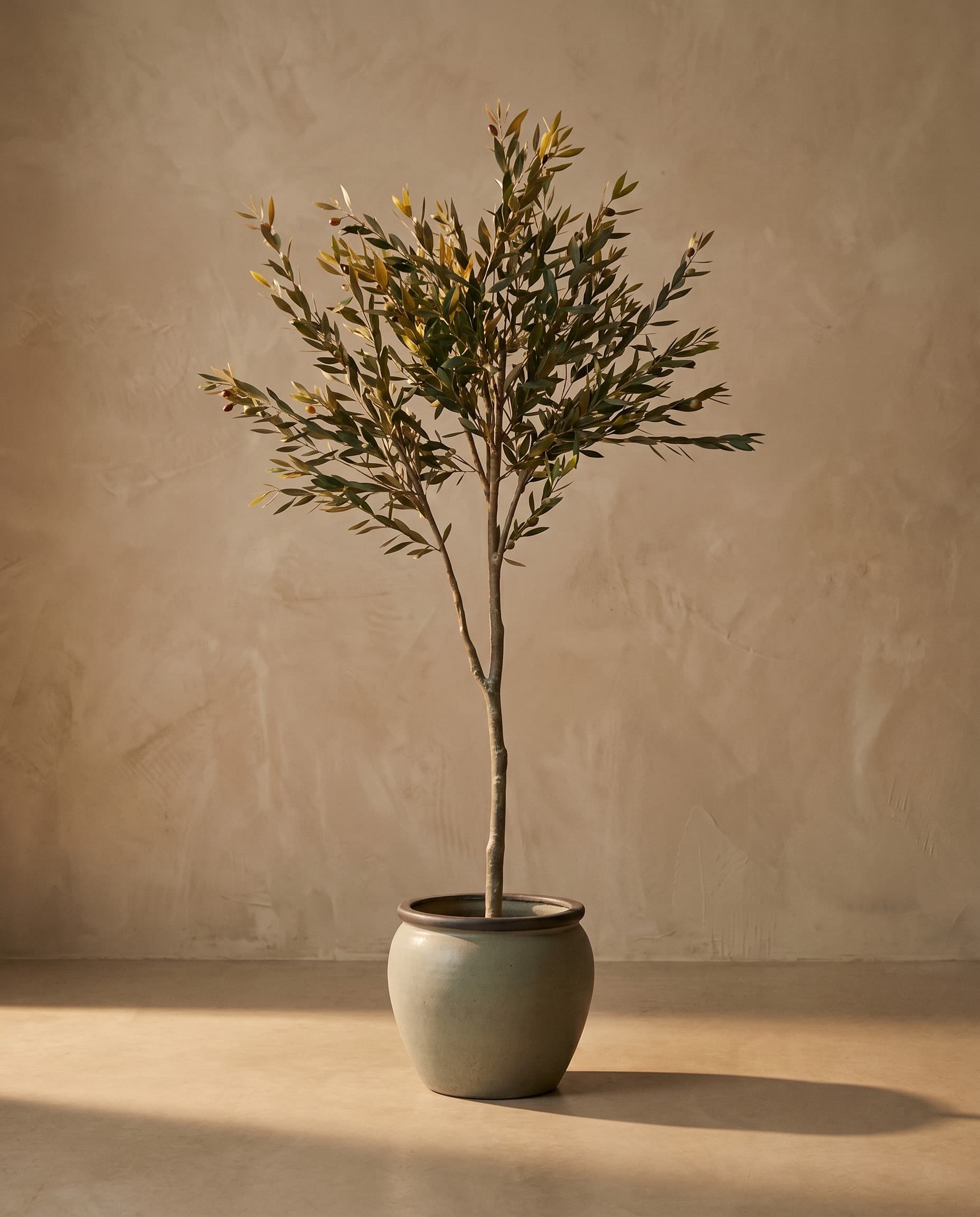 The Olive · 1.6m