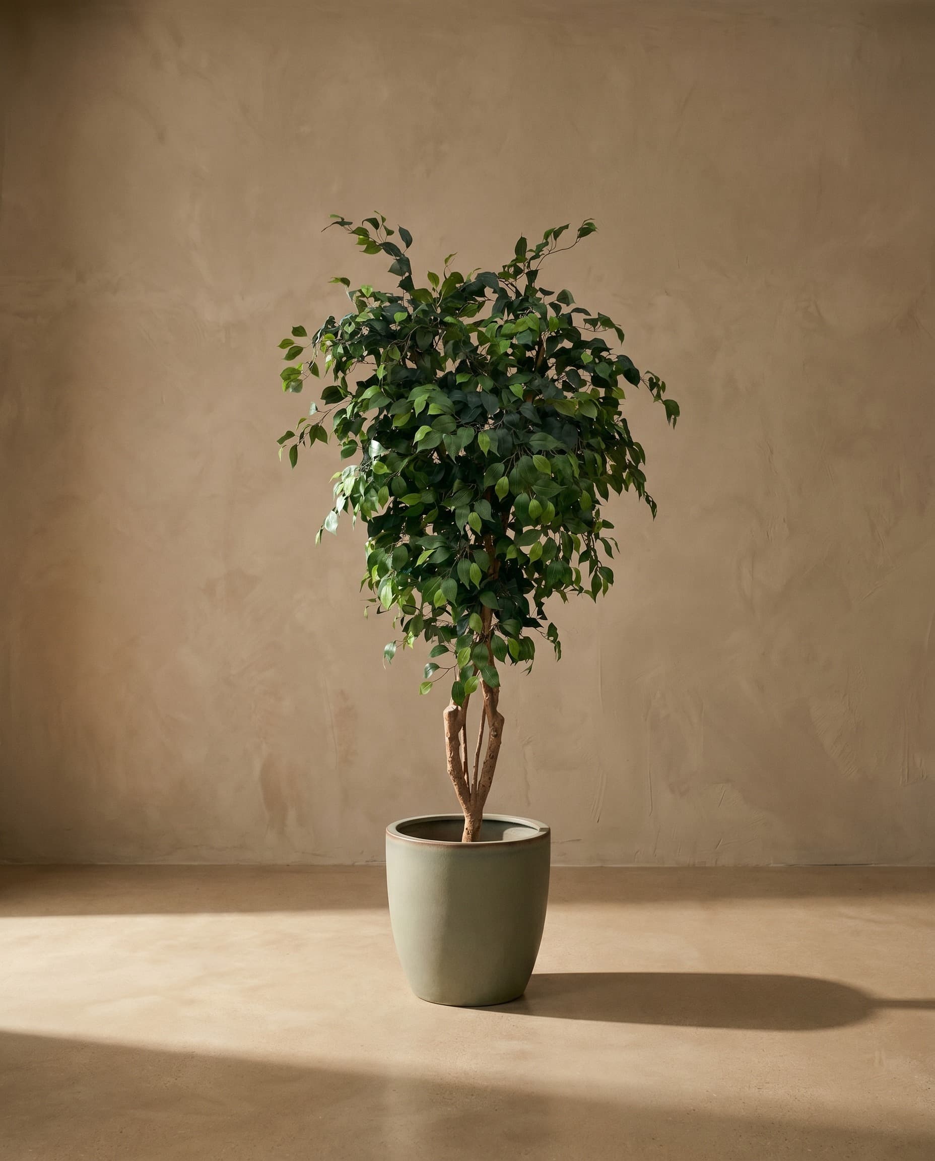 The Trunked Ficus · 2m