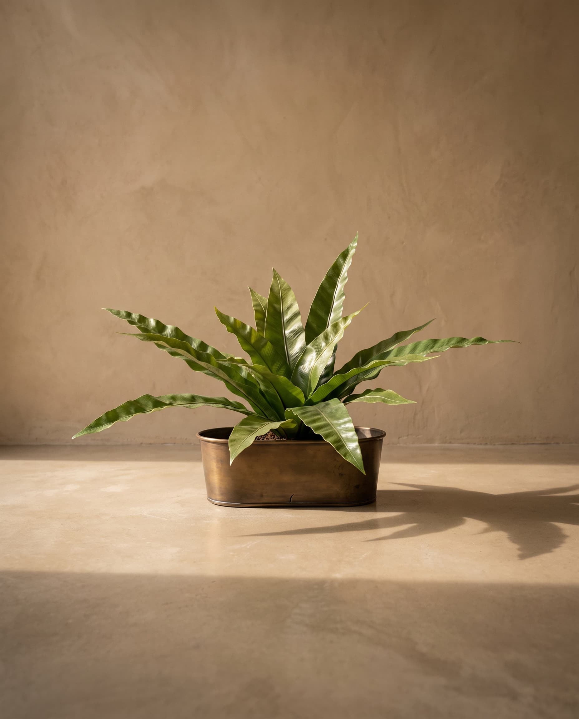 The Asplenium Bush 15 Leaves