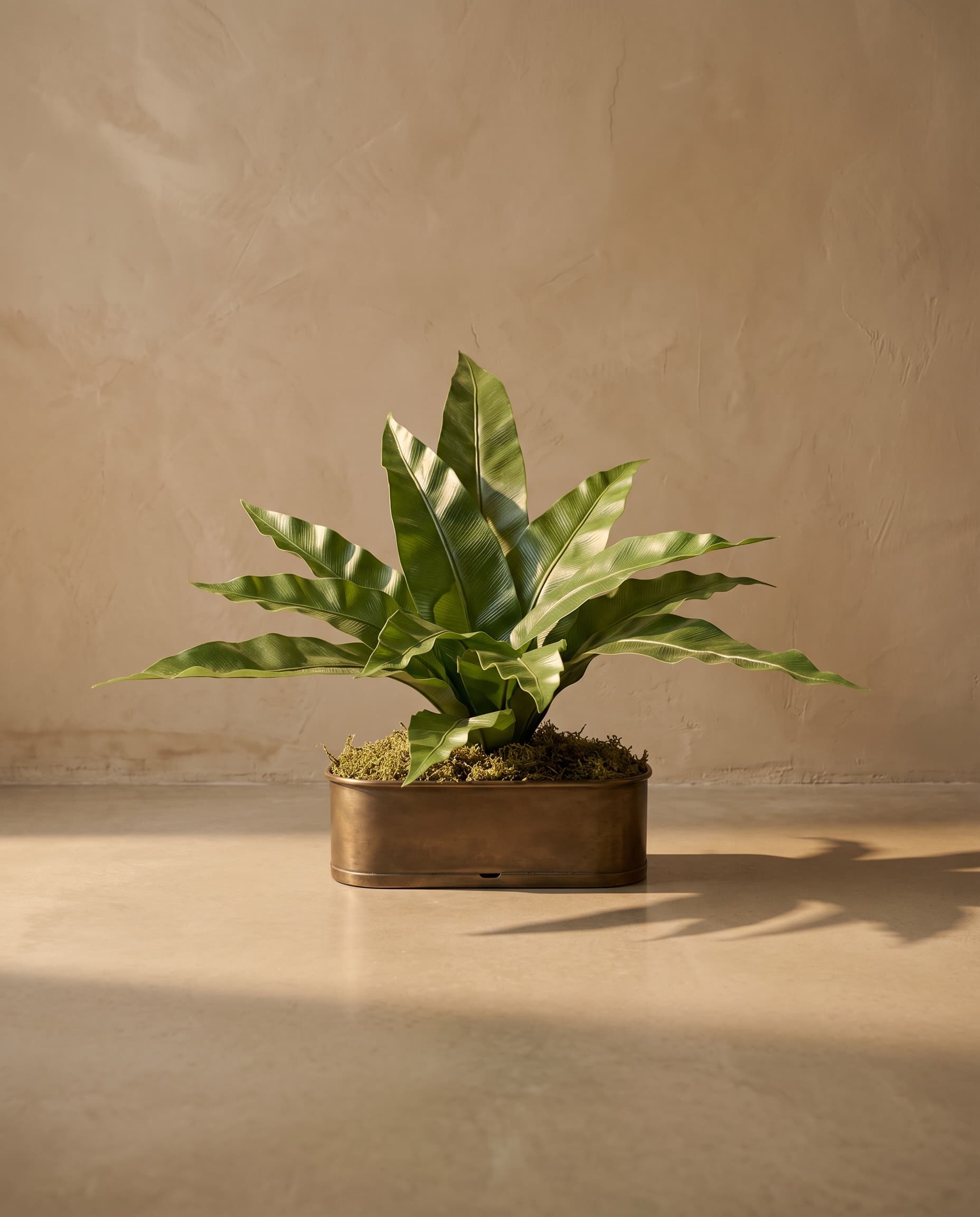 The Asplenium bush Bush 12 Leaves