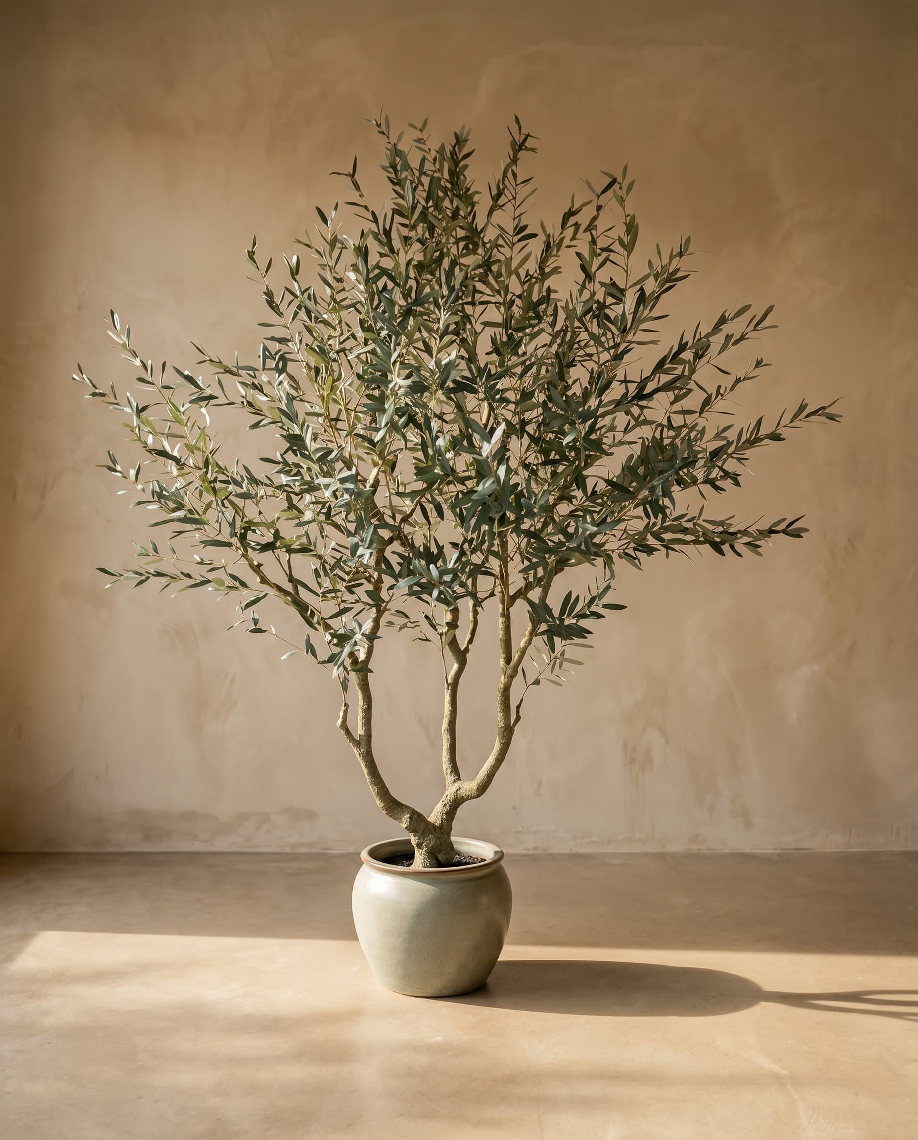 The Olive · 2.4m