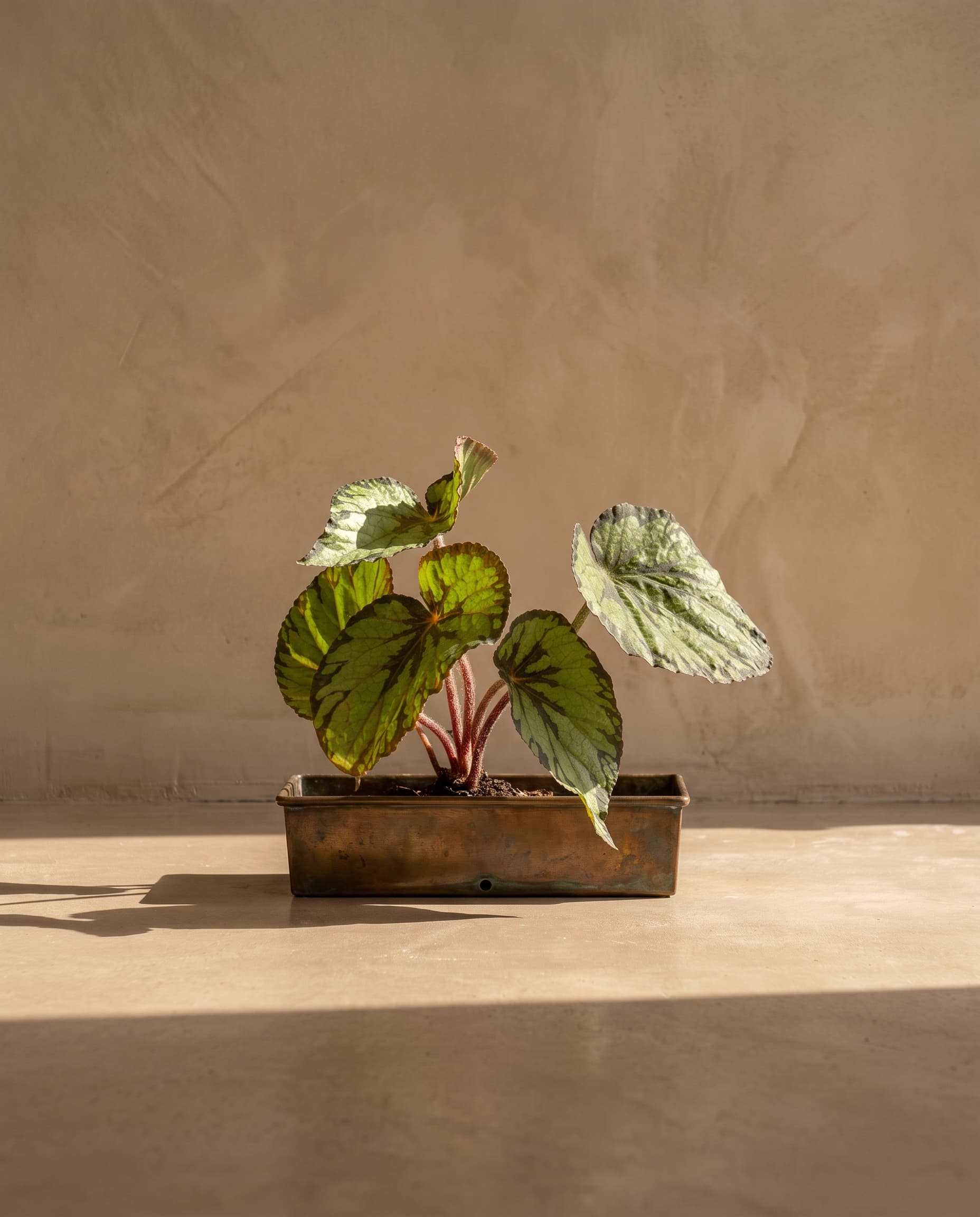 The Begonia