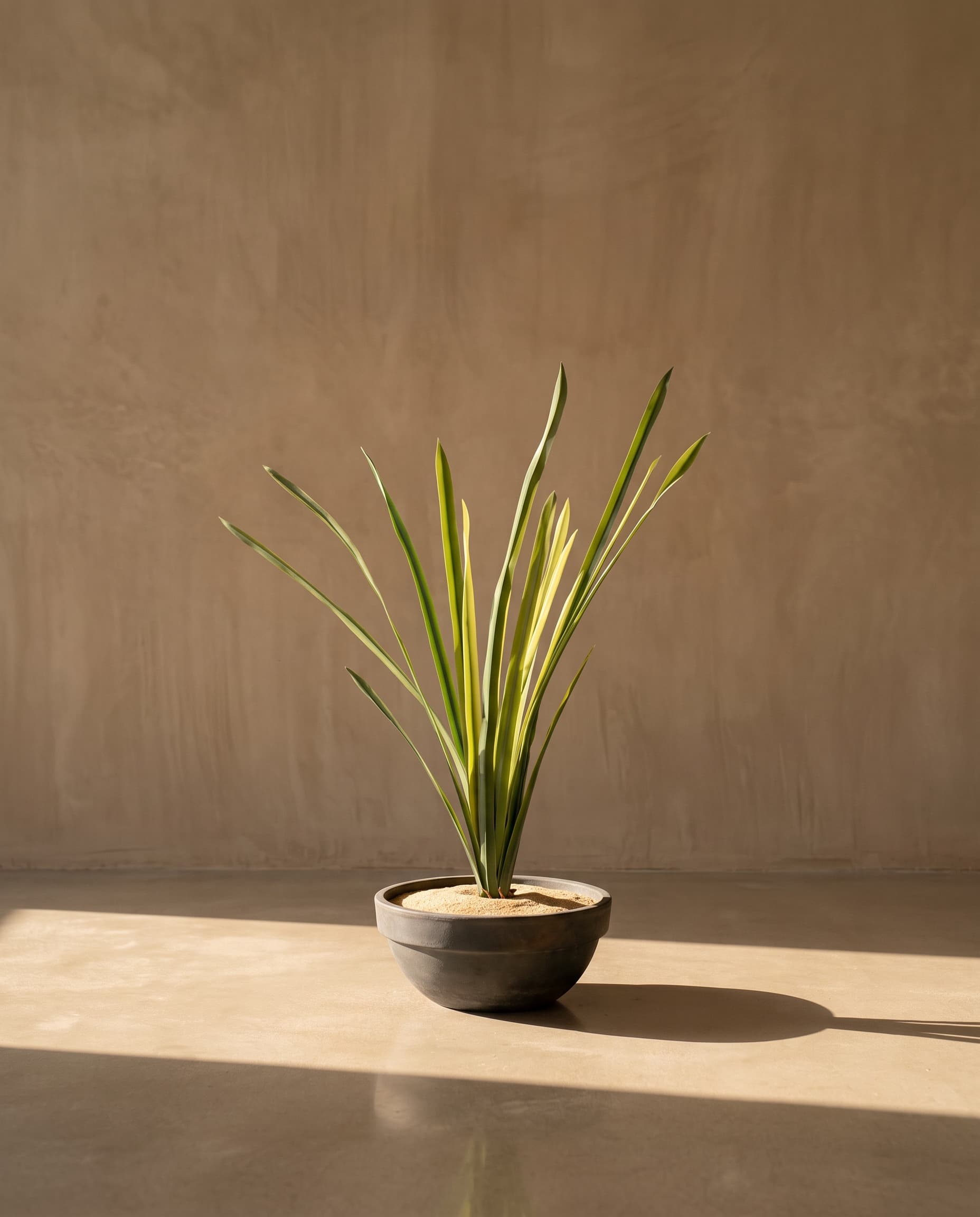 The Yucca
