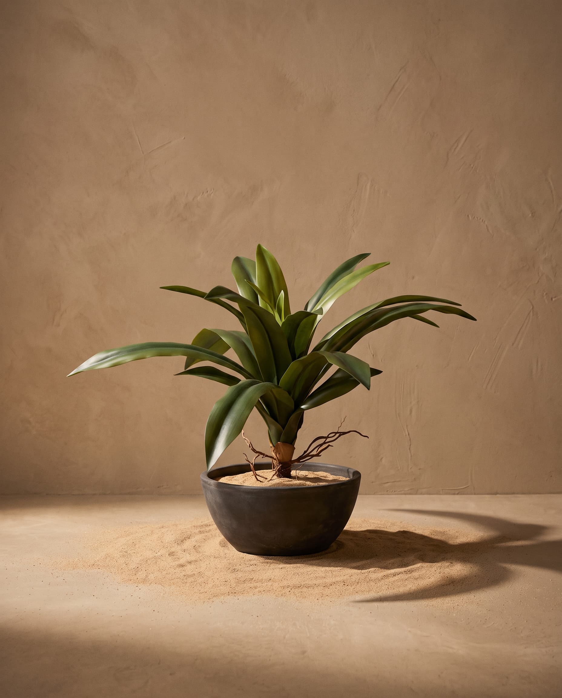 The Yucca