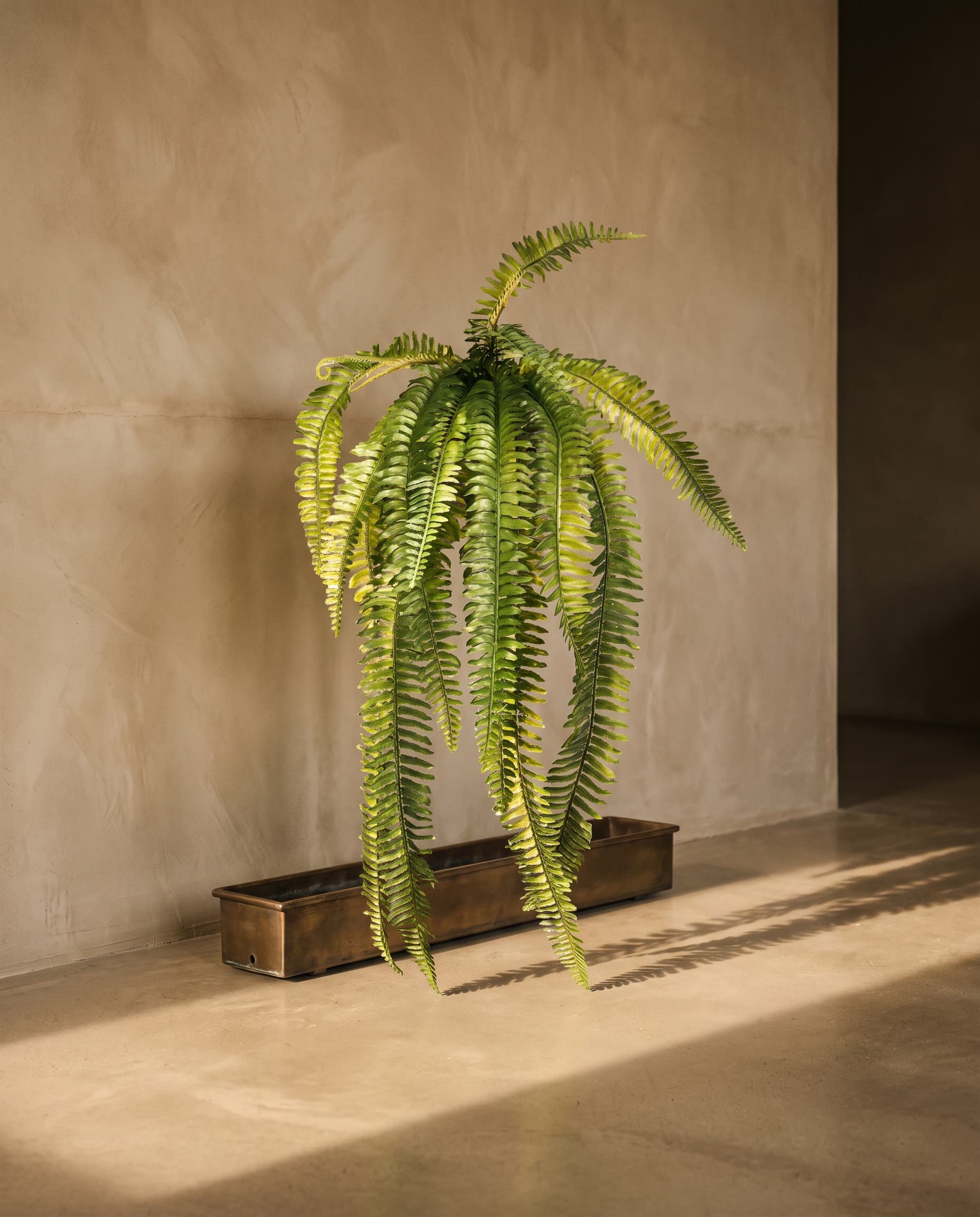 The Nephrolepsis Exaltata (Boston fern) · 90cm