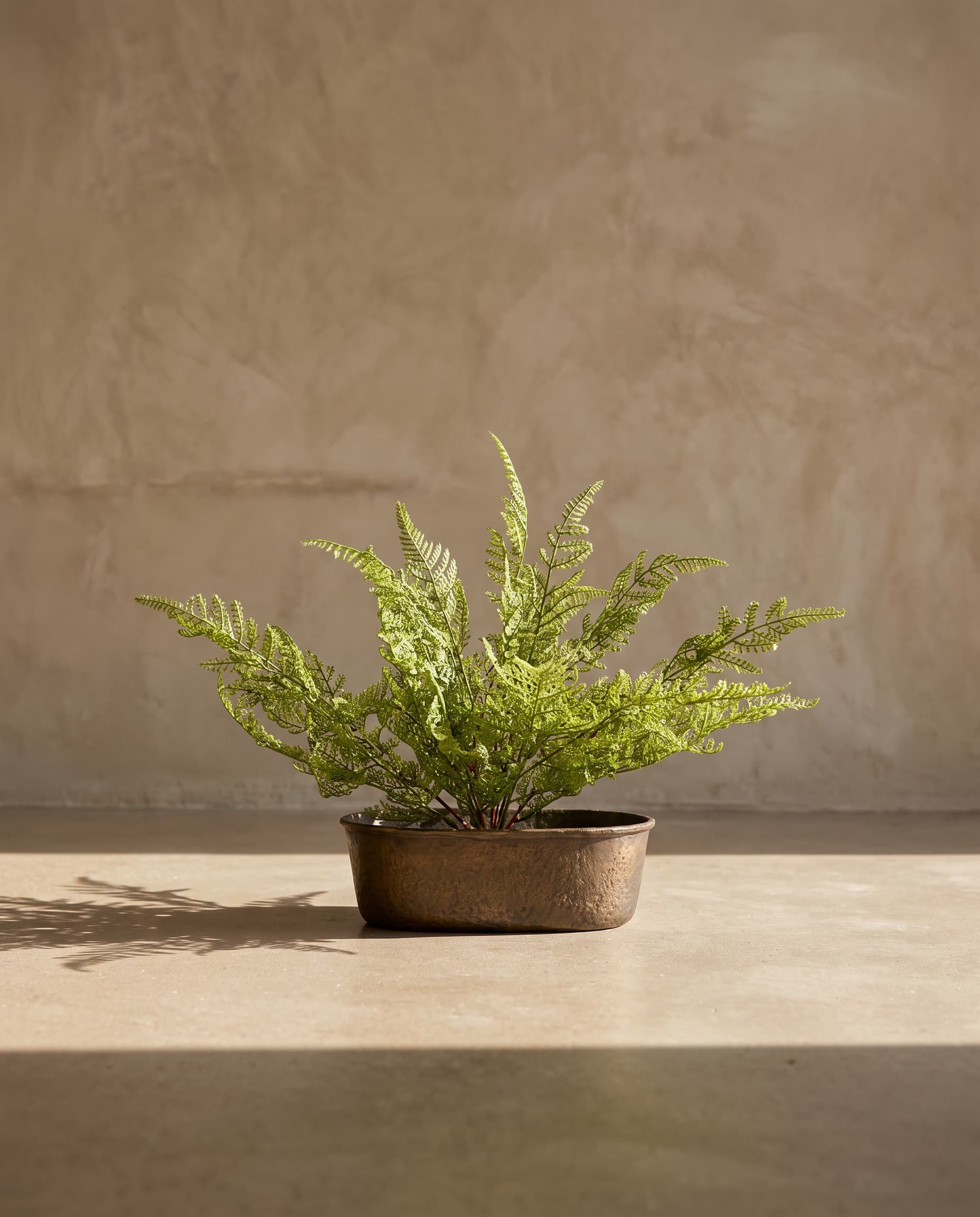 The Alpine Bulblet Fern