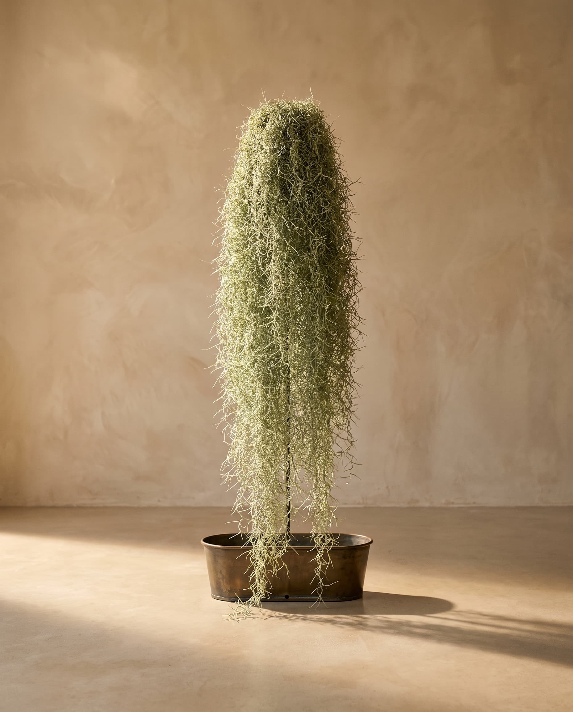 The Tillandsia usneoides voluminous (Spanish moss)