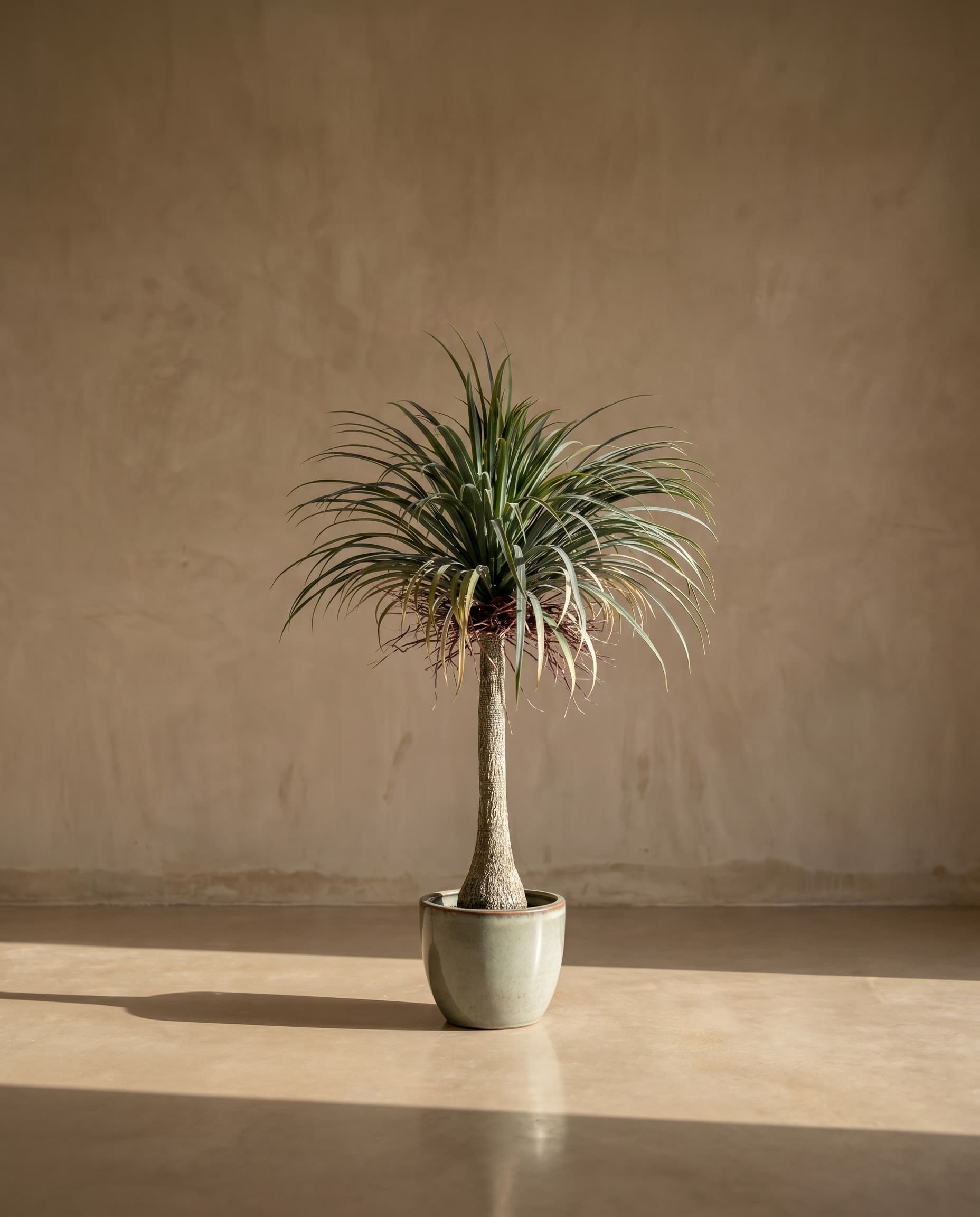 The Palm · 1.65m