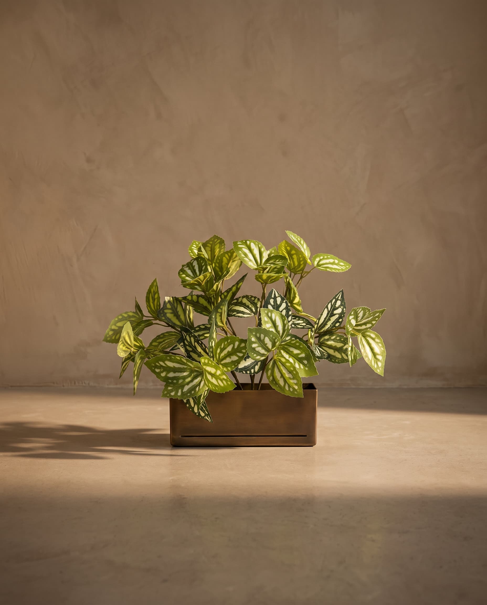 The Pilea small