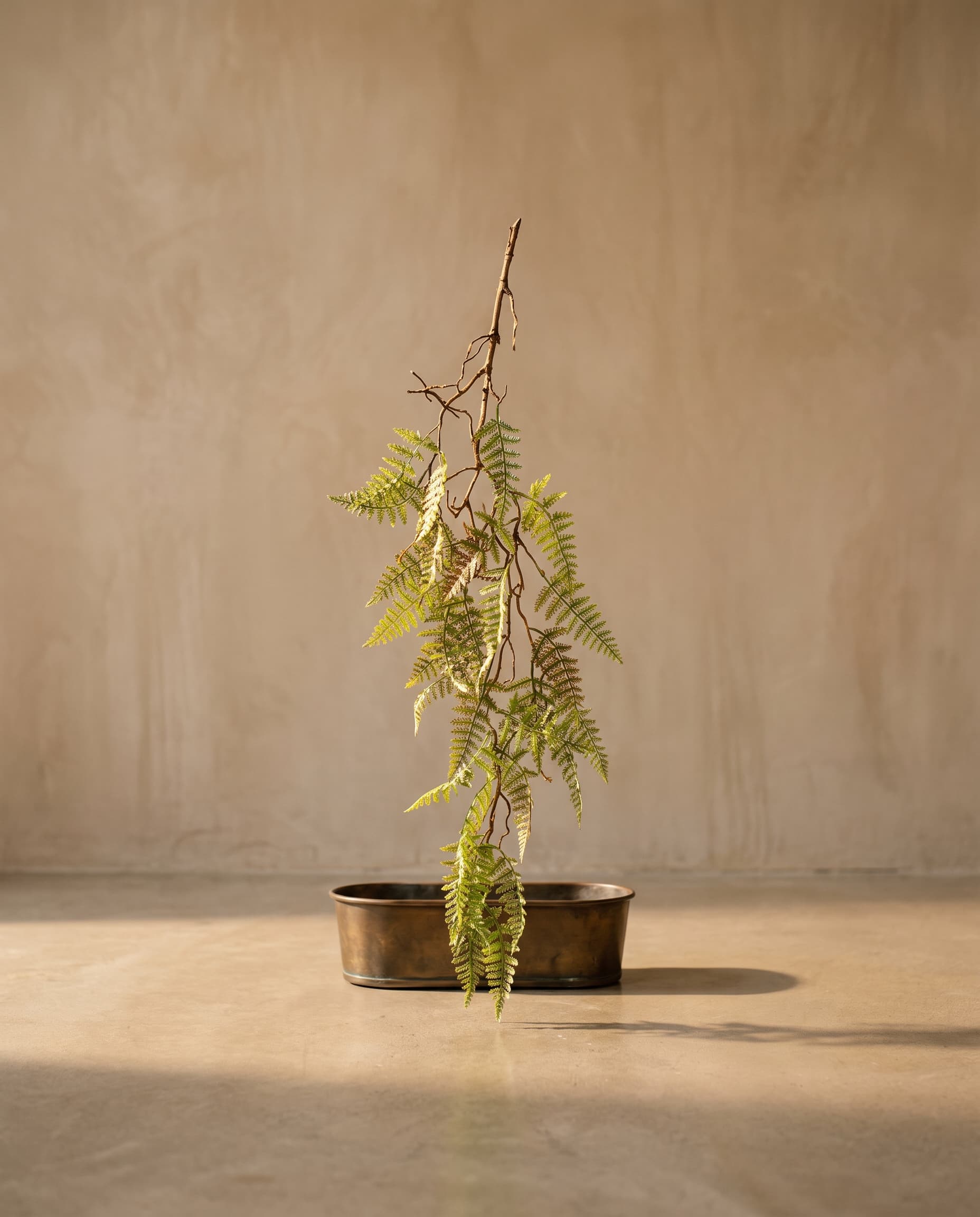 The Davallia on a lignified stem